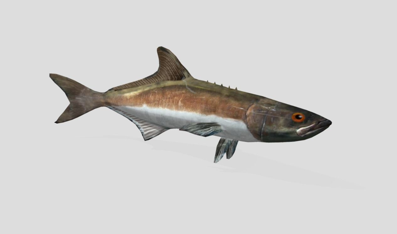 Cobia Realistic Animated Low-poly 3D model_6