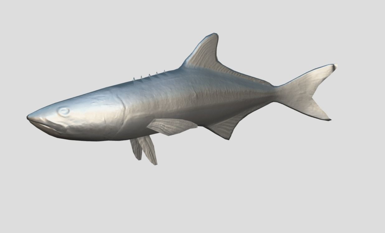 Cobia Realistic Animated Low-poly 3D model_2