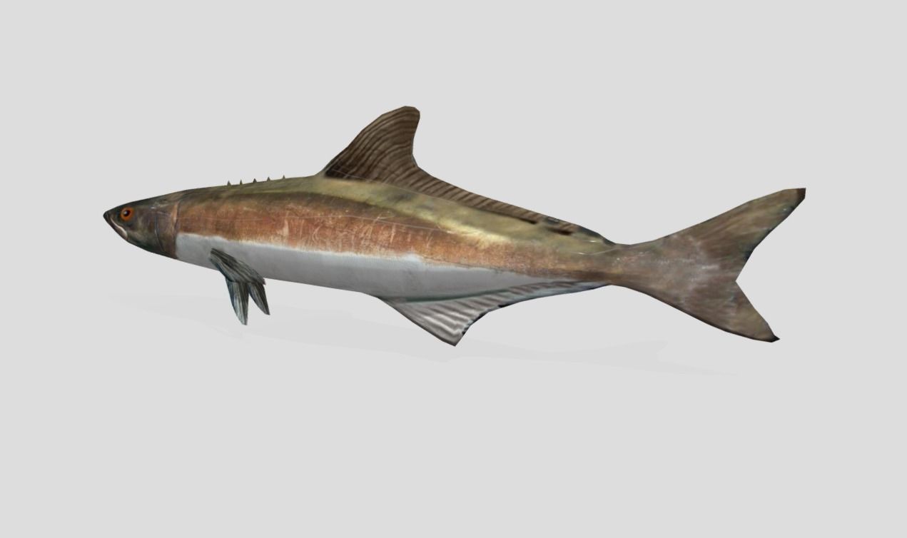 Cobia Realistic Animated Low-poly 3D model_9