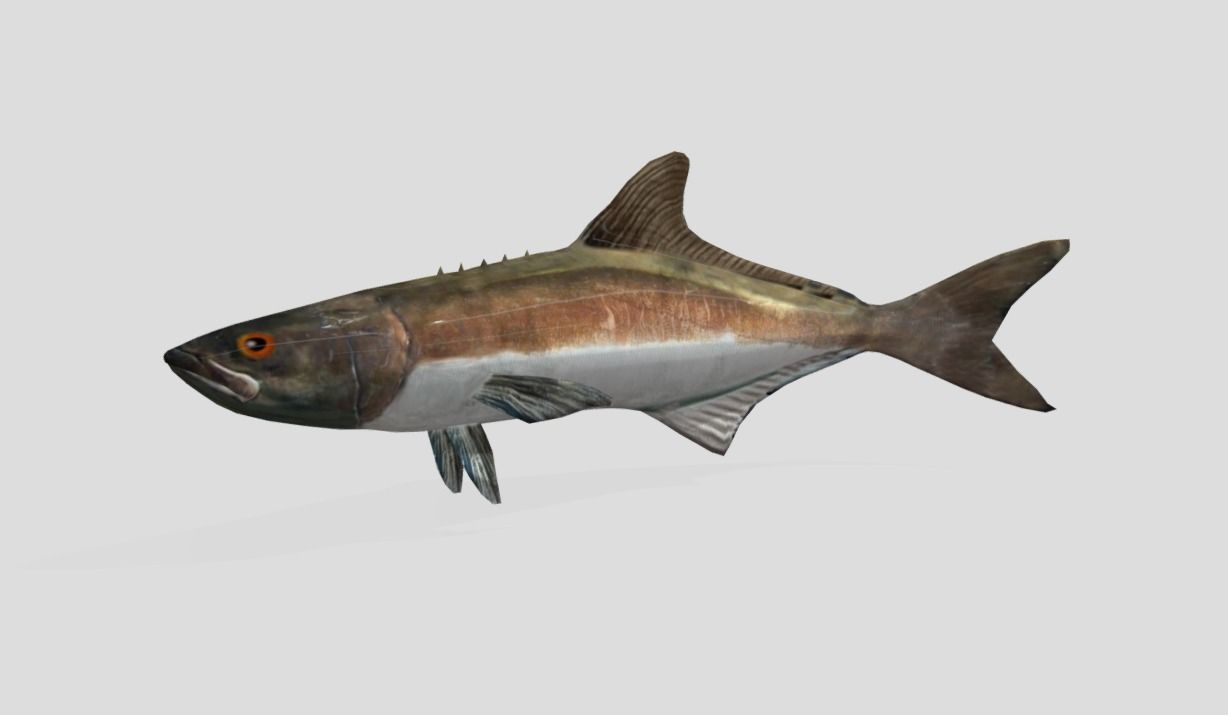 Cobia Realistic Animated Low-poly 3D model_3