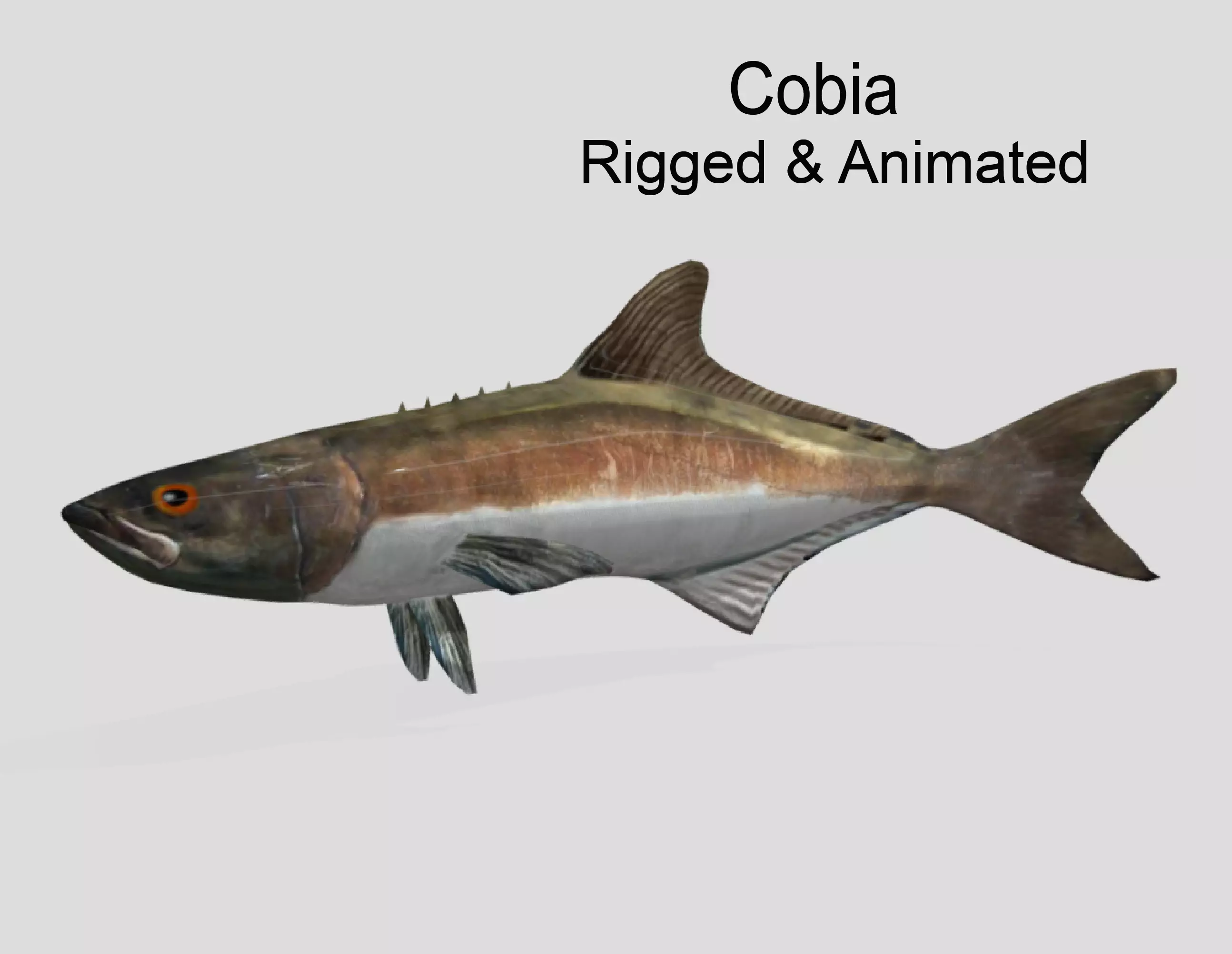 Cobia Realistic Animated Low-poly 3D model_0