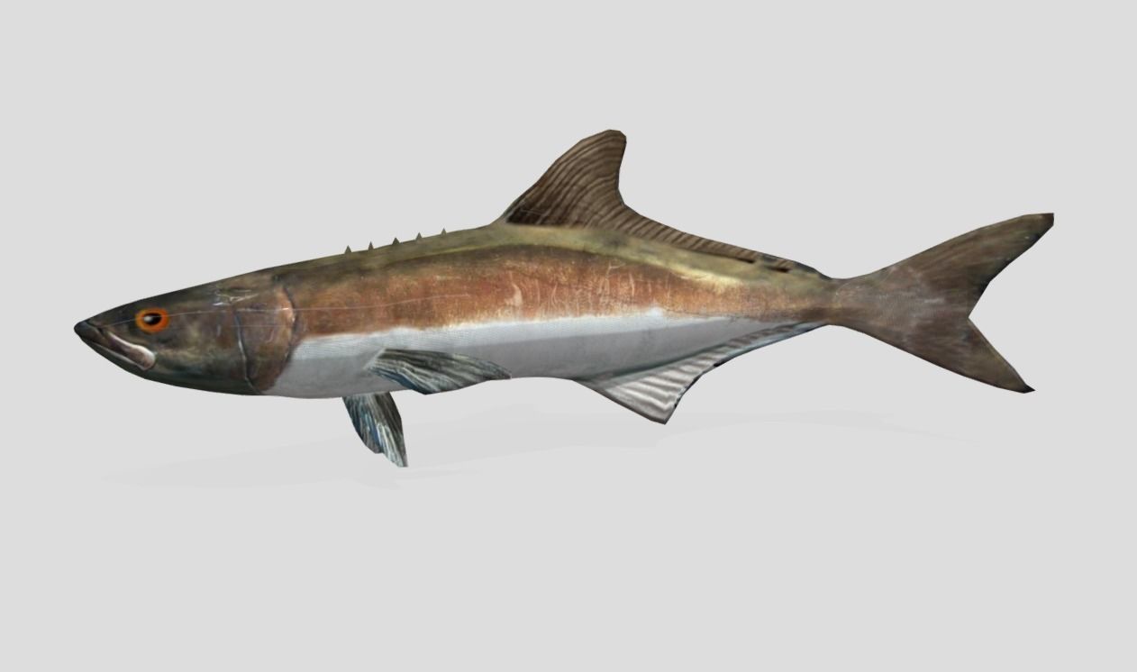 Cobia Realistic Animated Low-poly 3D model_4