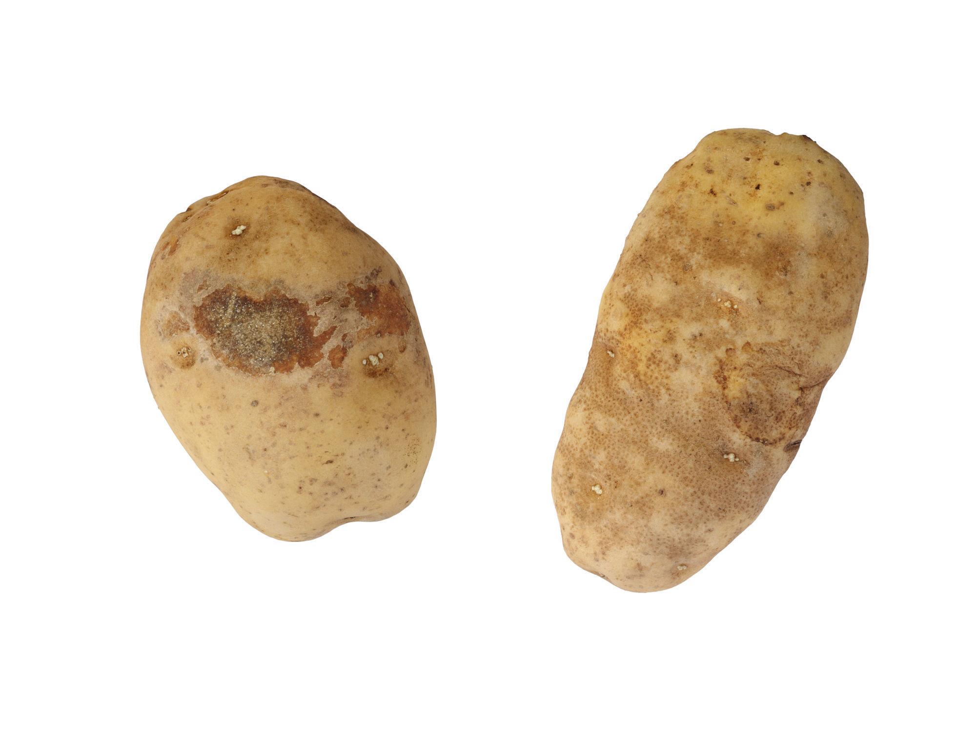 Potatoes 01 Low-poly 3D model_8