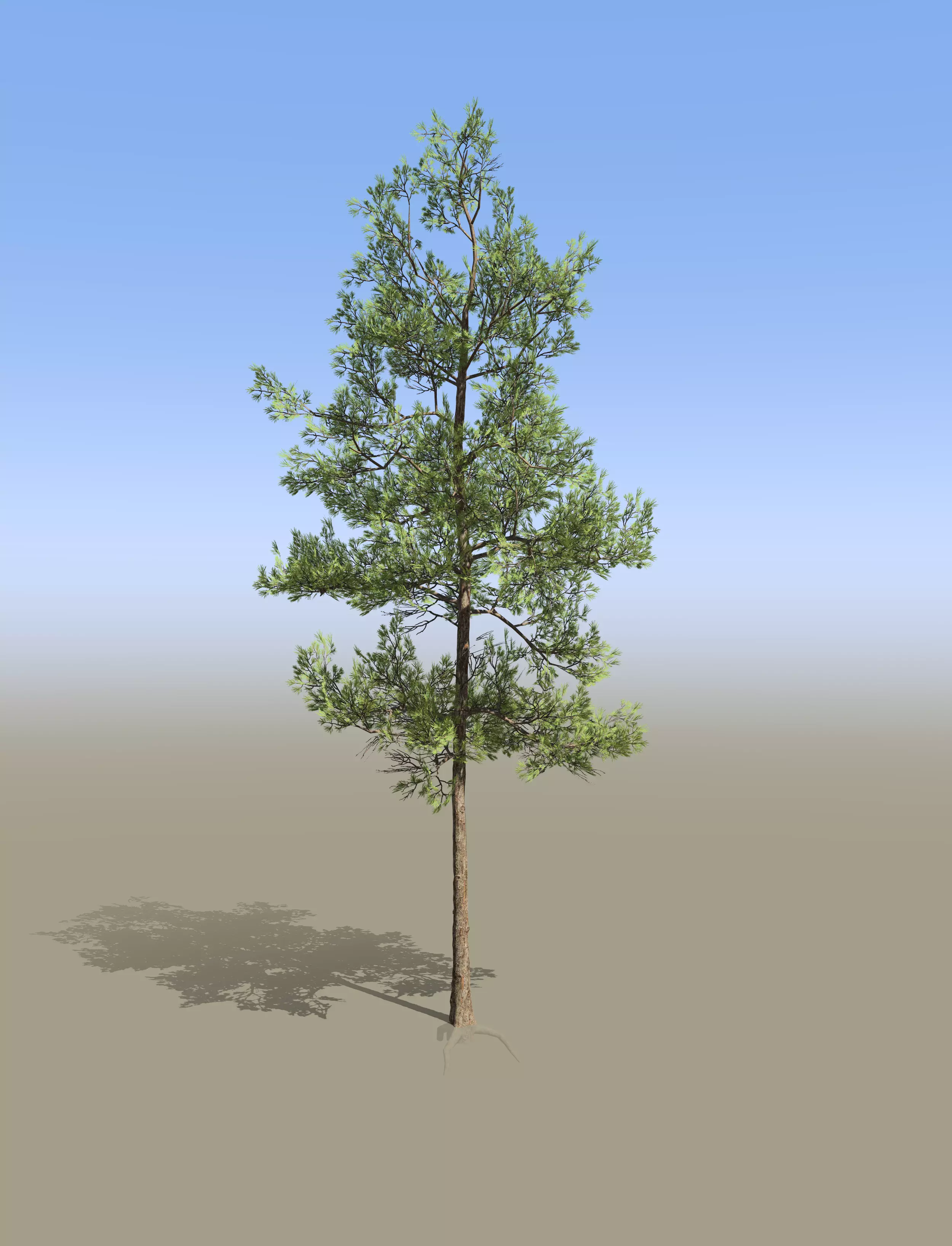 Pine tree 13metres 3D model_0