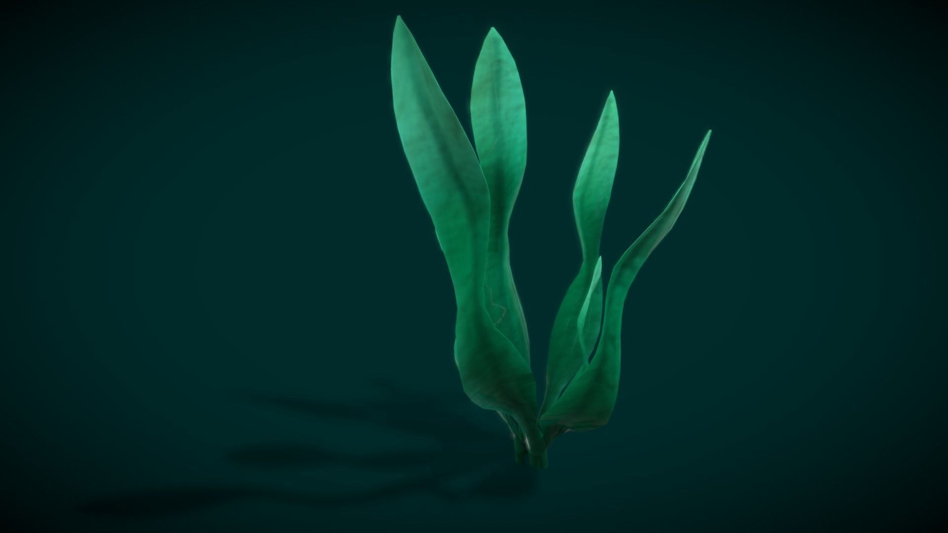 Cartoon Seaweed 10 Low-poly 3D model_6