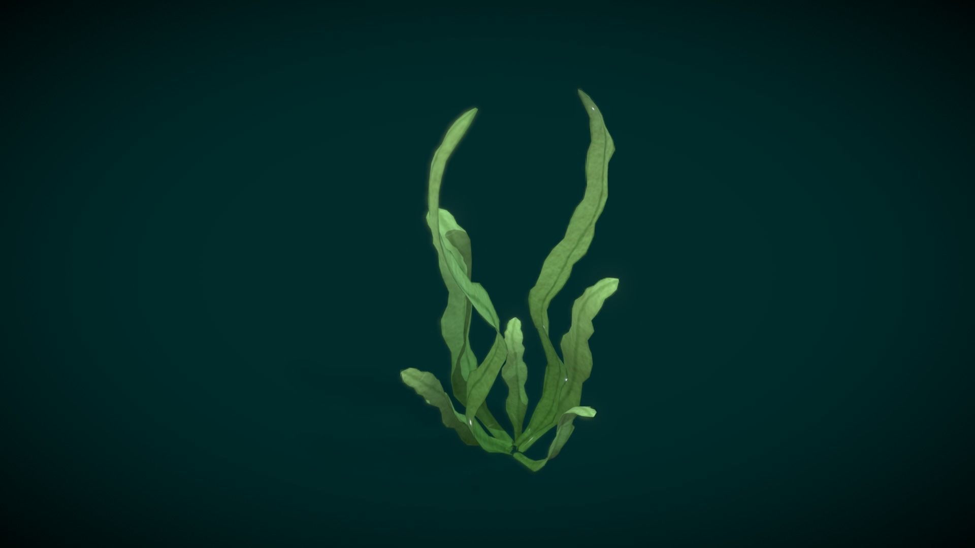 Cartoon Seaweed 10 Low-poly 3D model_8