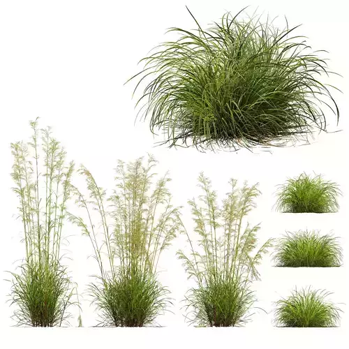 Celtica Gigantea Stipa Golden Oats and Carex Elata Aurea 3D model