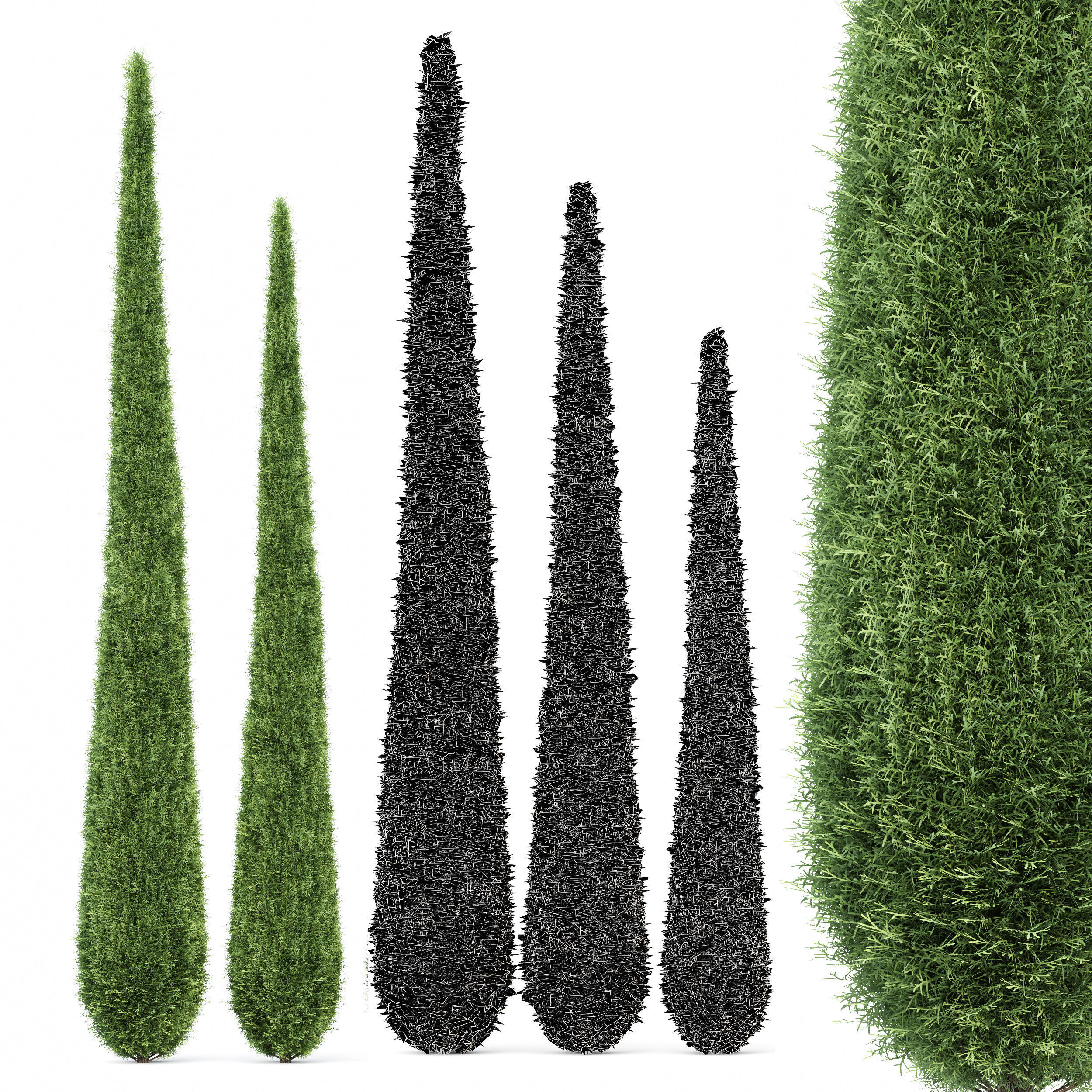 Cypress-5 trees 3D model_3