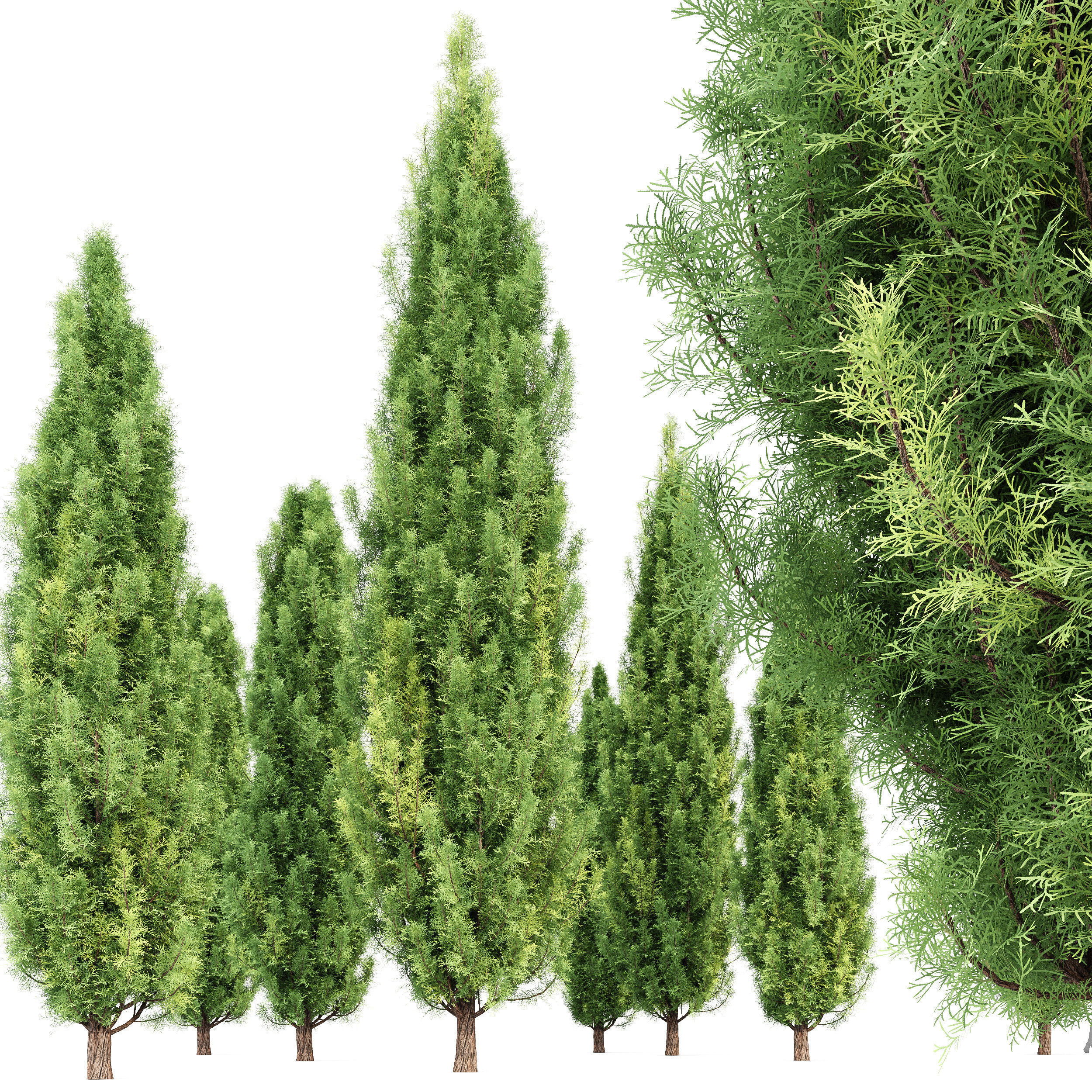Cypress-5 trees 3D model_1