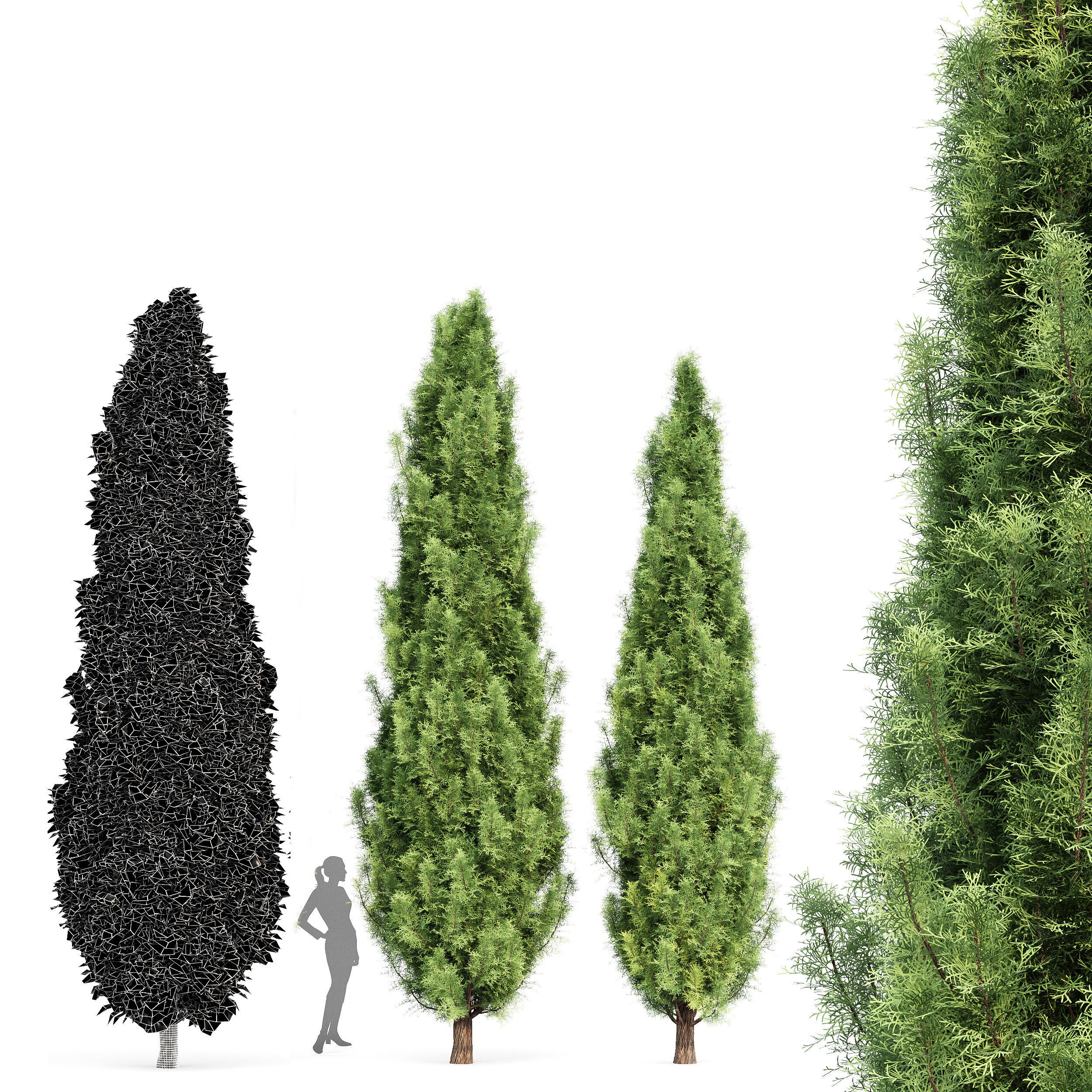 Cypress-5 trees 3D model_2