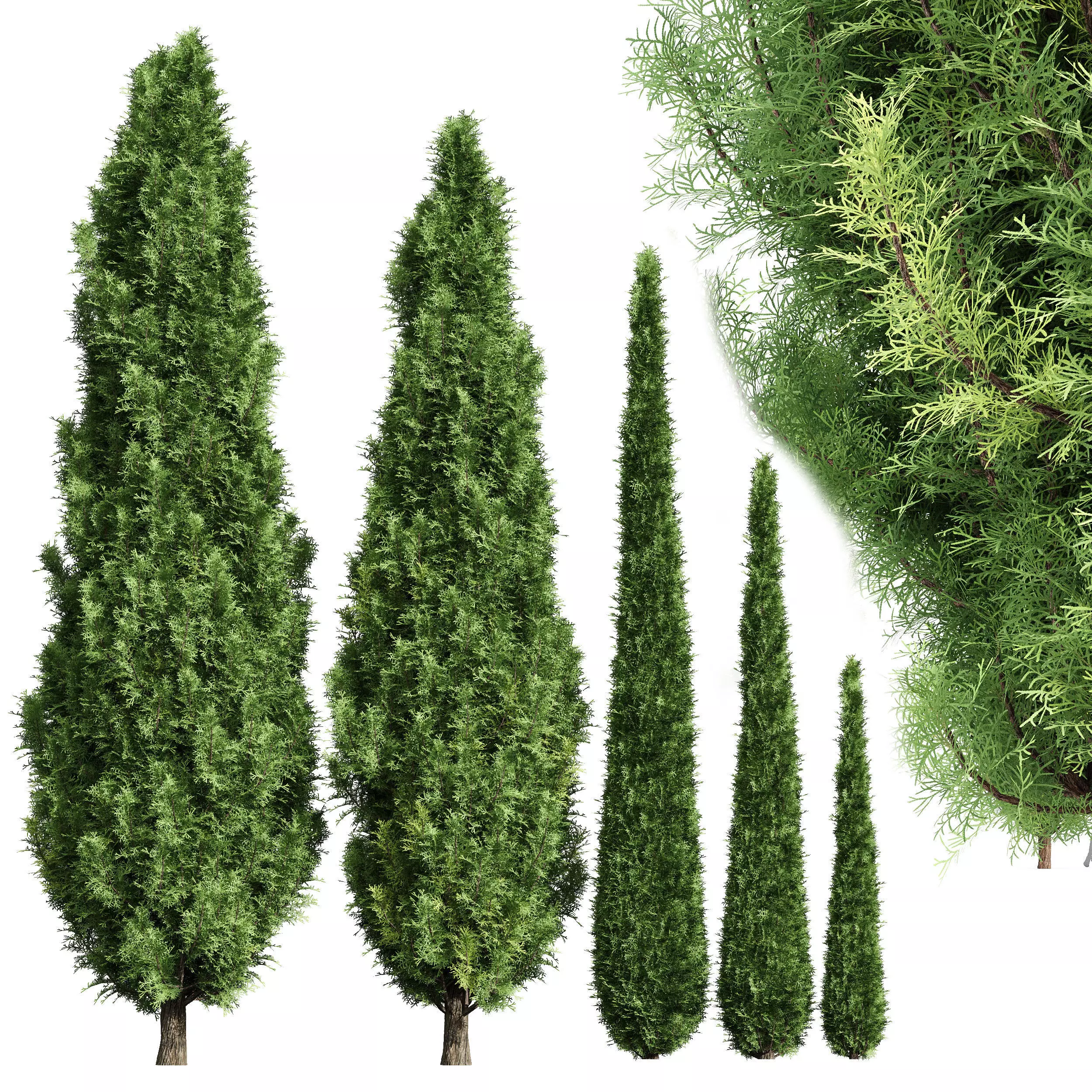Cypress-5 trees 3D model_0