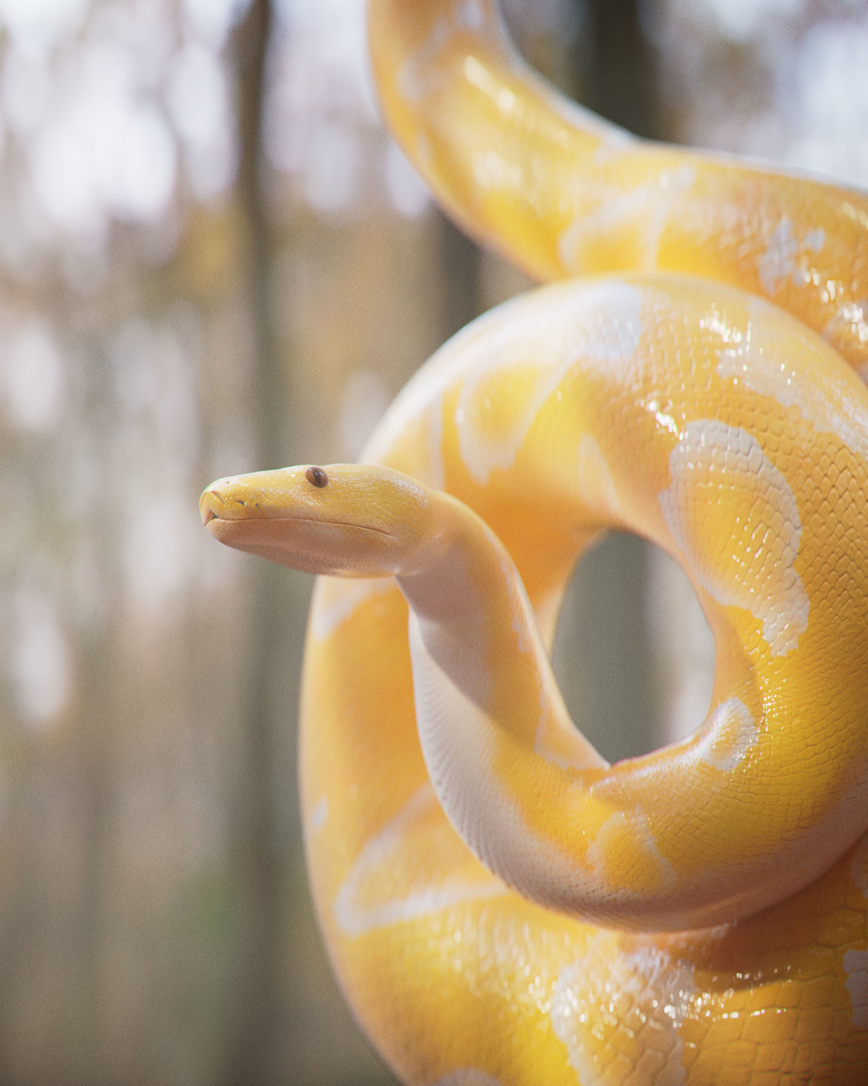 Albino Burmese Python Low-poly 3D model_11