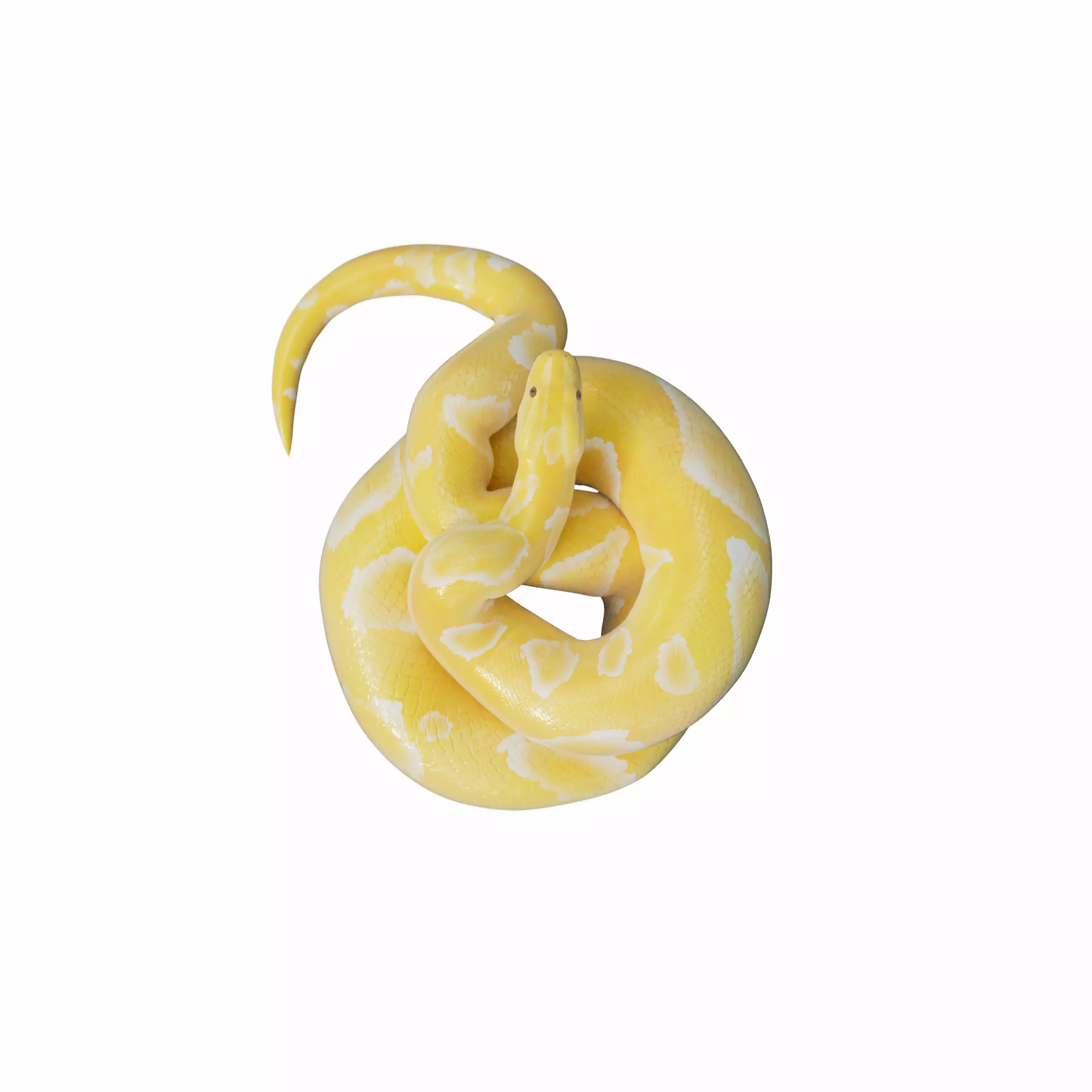 Albino Burmese Python Low-poly 3D model_0