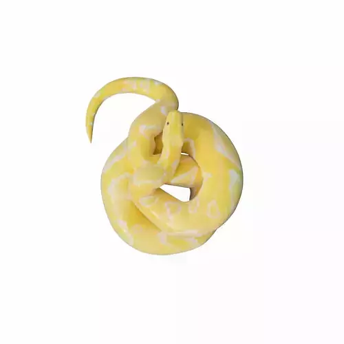 Albino Burmese Python Low-poly 3D model