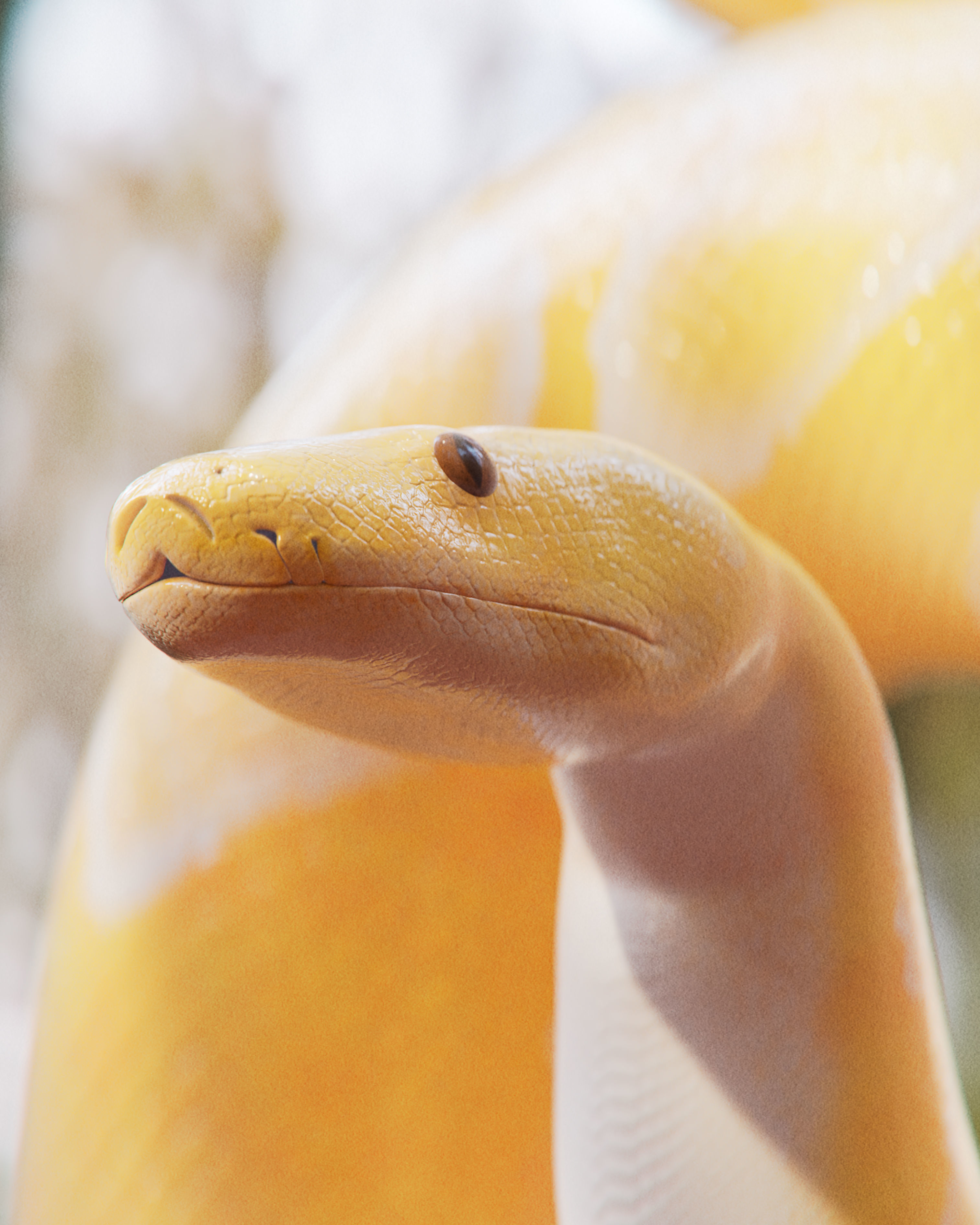 Albino Burmese Python Low-poly 3D model_12