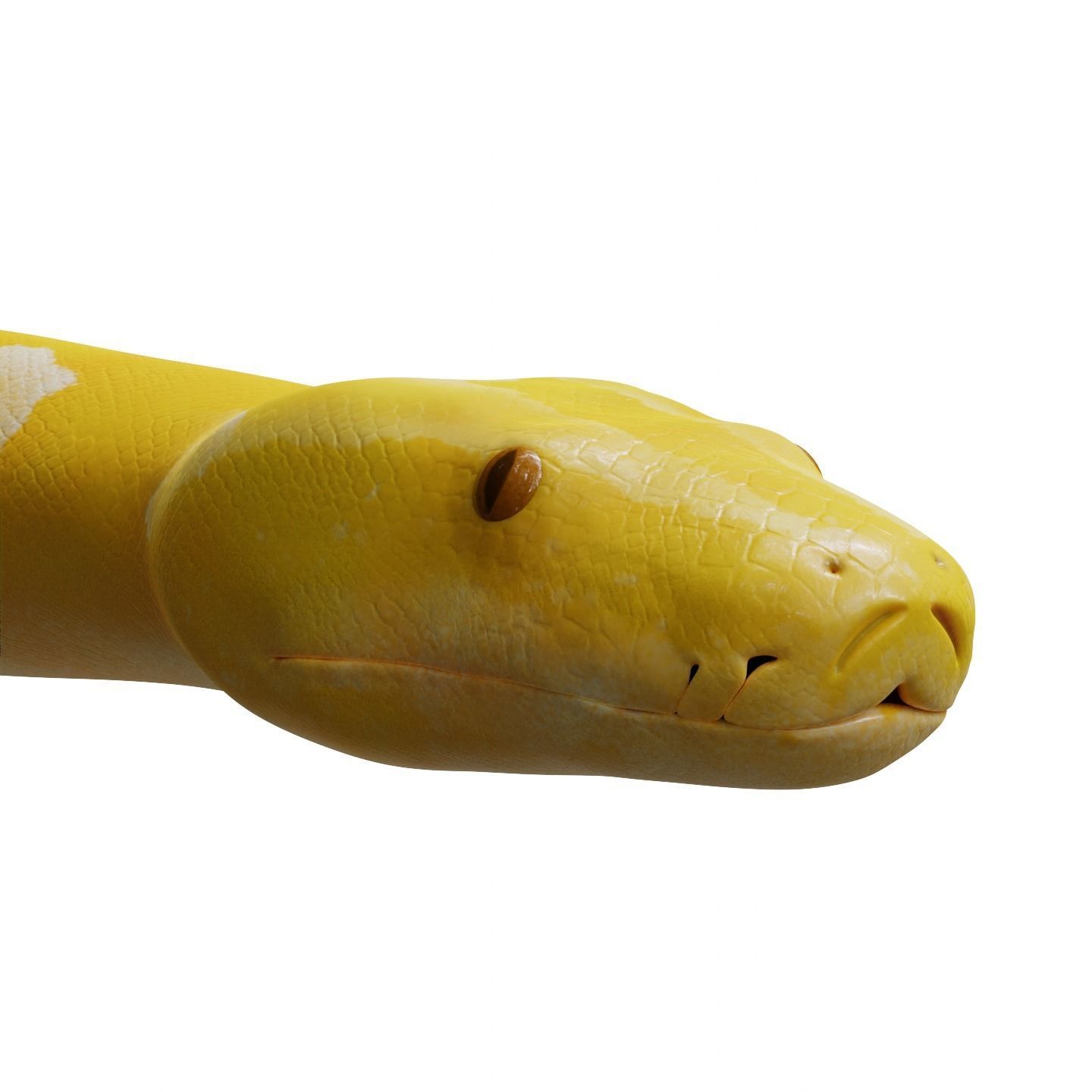 Albino Burmese Python Low-poly 3D model_3