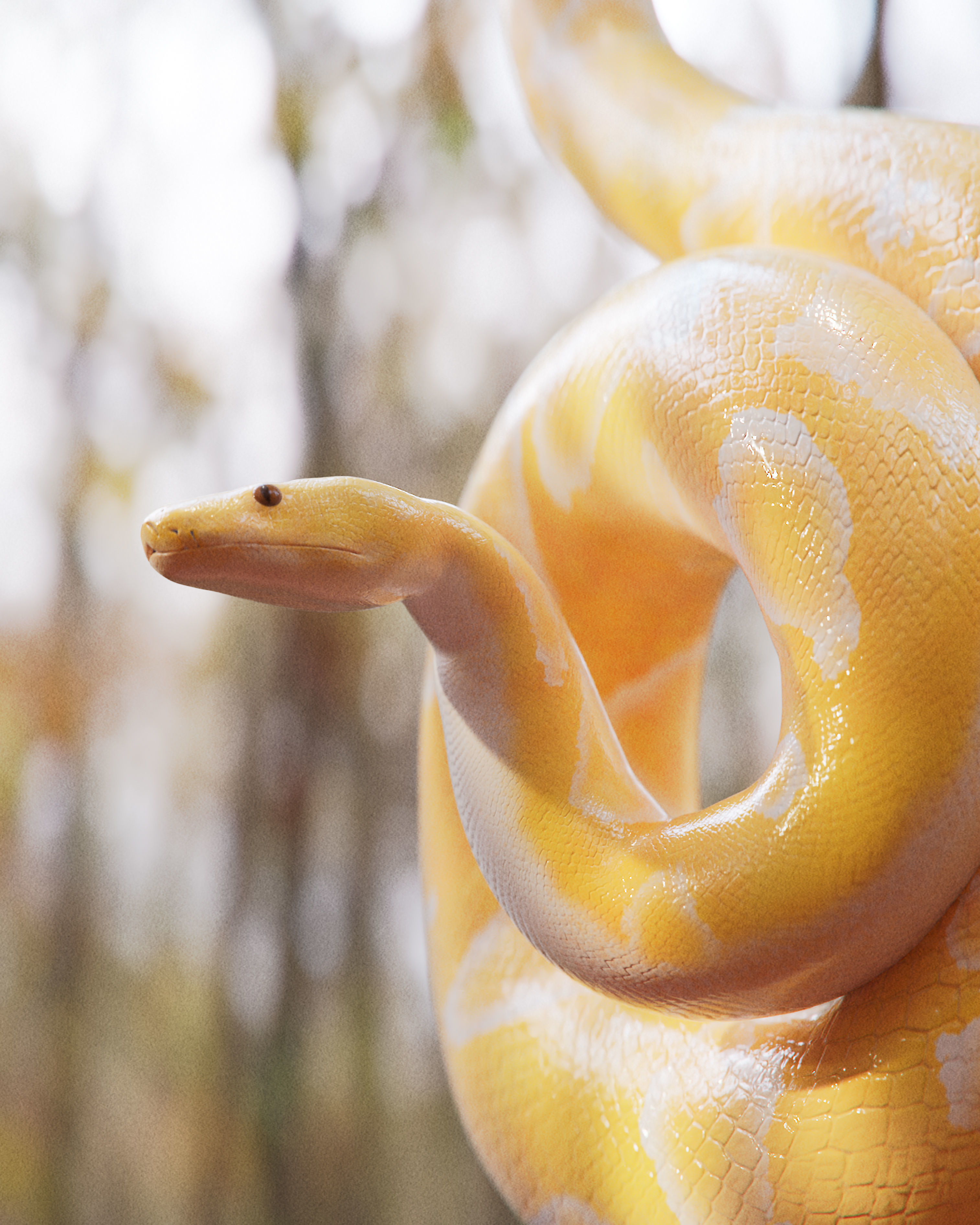 Albino Burmese Python Low-poly 3D model_13