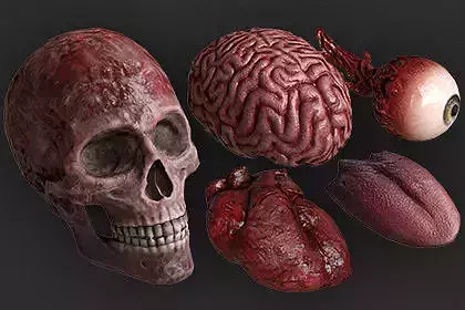 Human Organs and Bones Low-poly 3D model