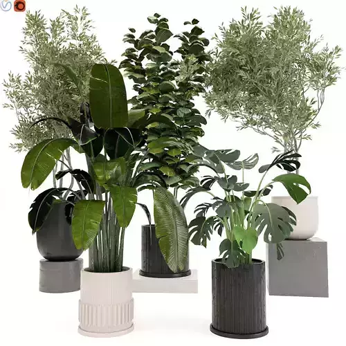 indoor plants 50