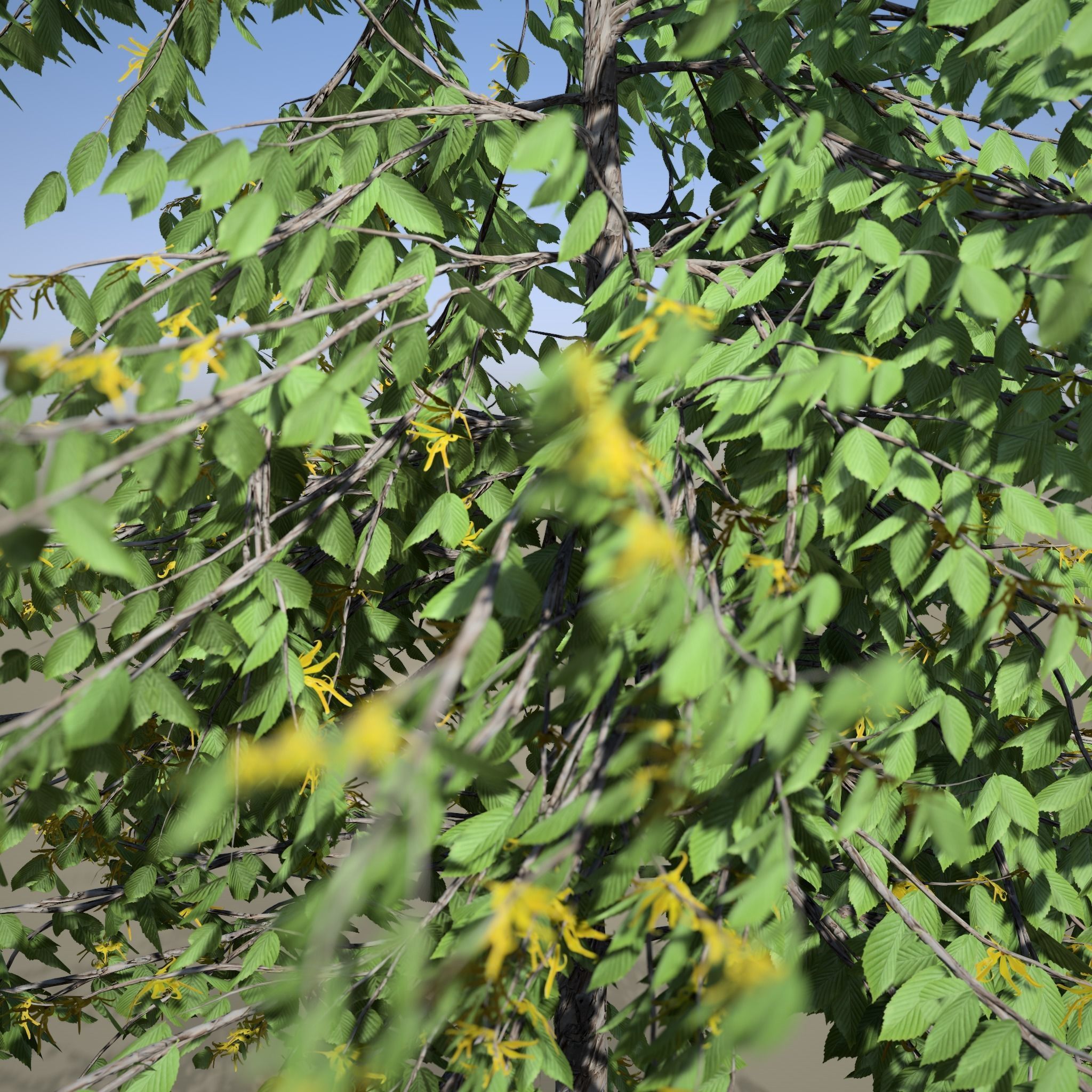 Cananga odorata SpeedTree Unreal 3D model_3