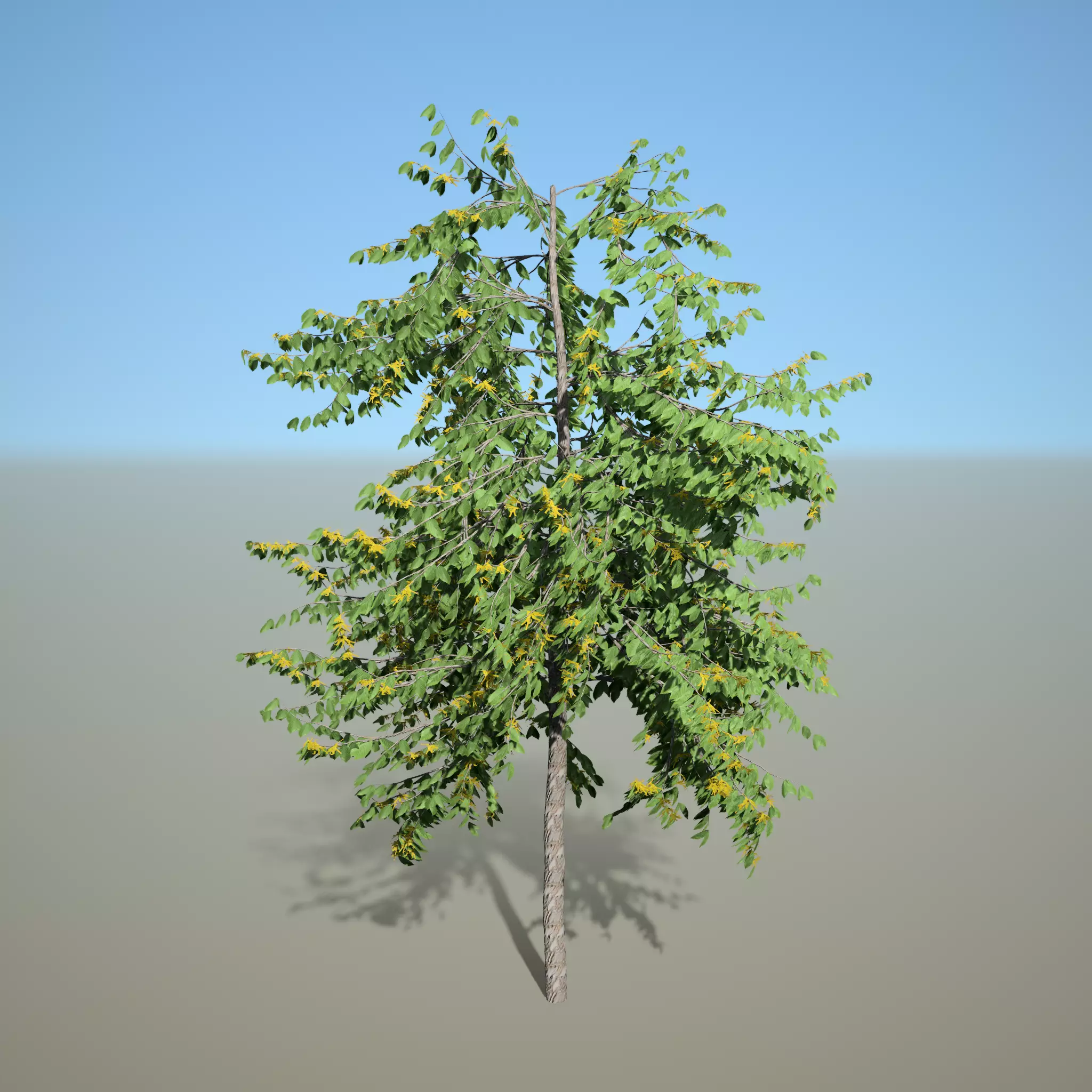 Cananga odorata SpeedTree Unreal 3D model_0