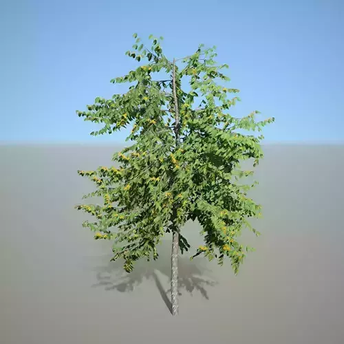 Cananga odorata SpeedTree Unreal 3D model