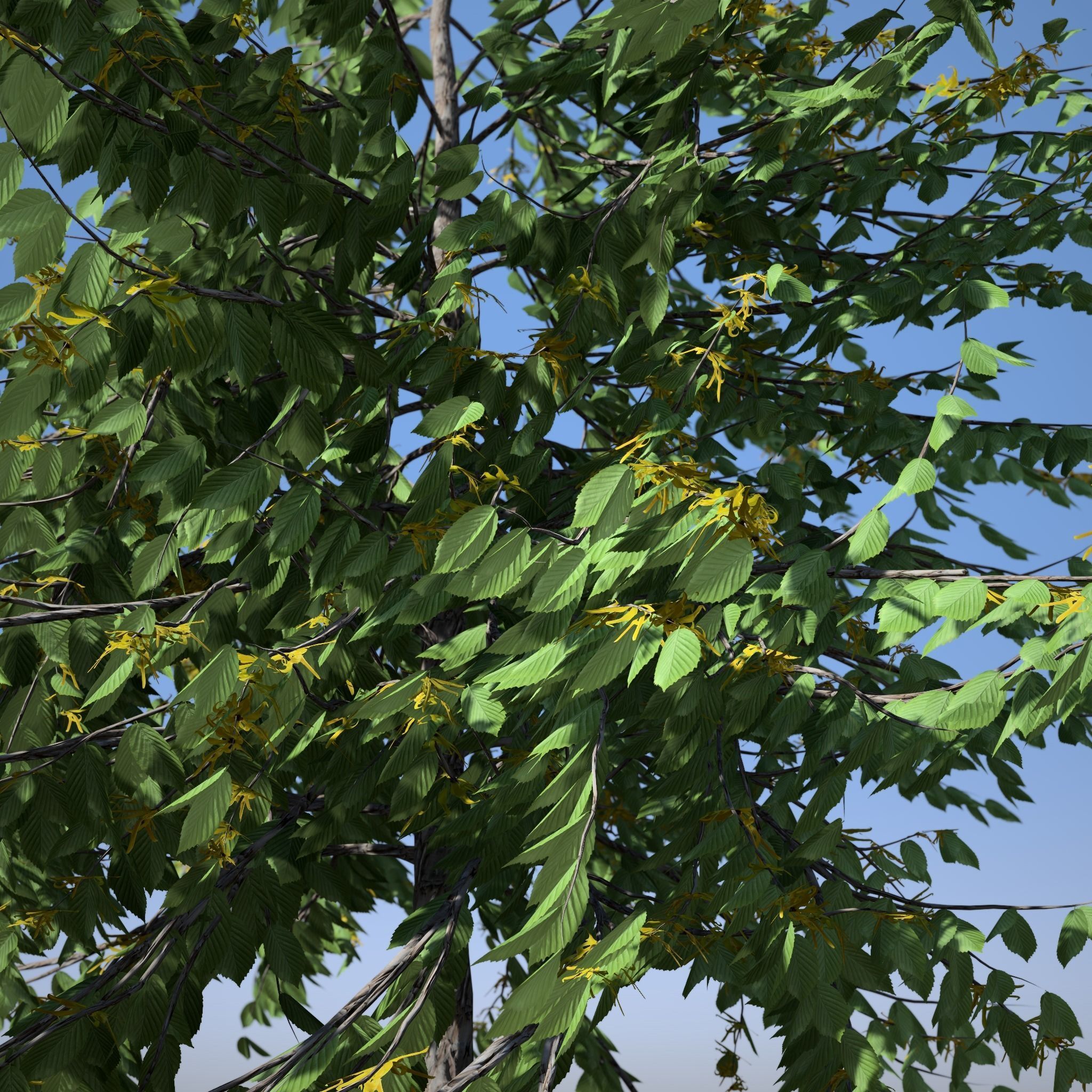 Cananga odorata SpeedTree Unreal 3D model_4