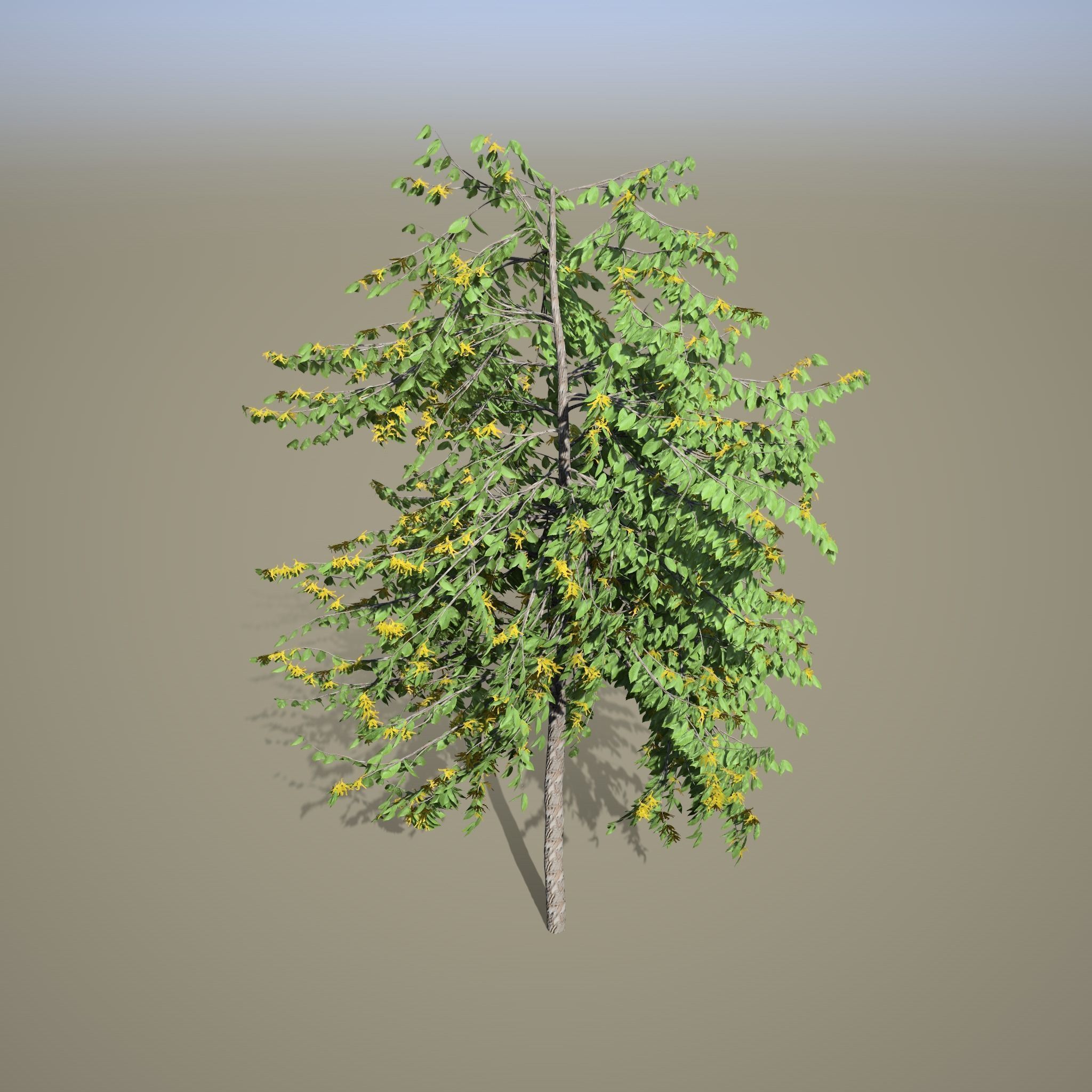 Cananga odorata SpeedTree Unreal 3D model_2