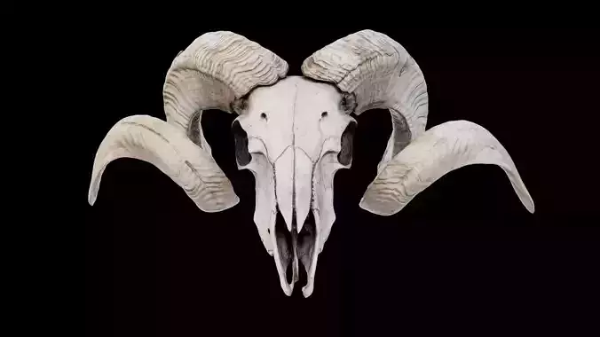 Bighorn sheep skull