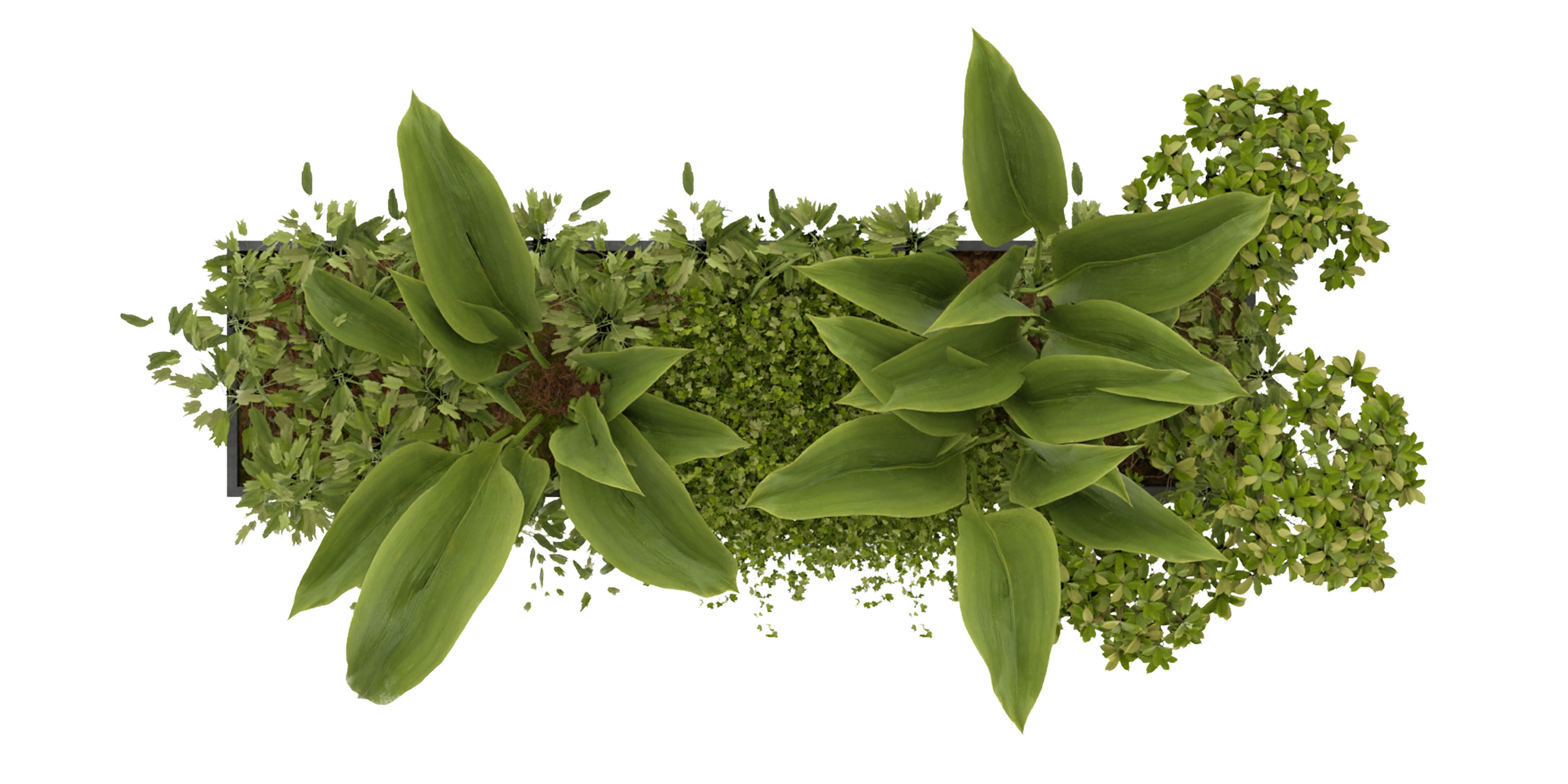 Collection plant vol 241 - blender model 3D model_5