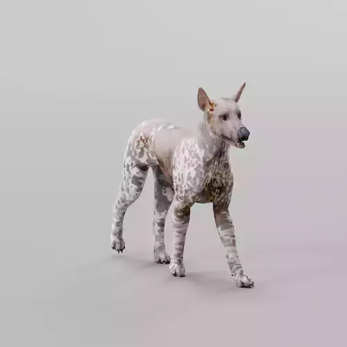 Hairless Mexican dog Game Ready