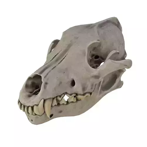 Dog Skull