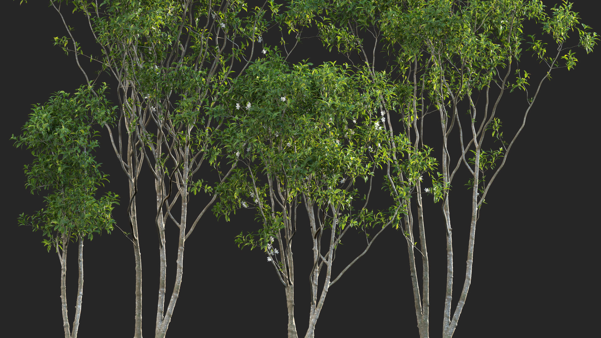 Osmanthus fragrans - Fragrant Olive 3D model_8