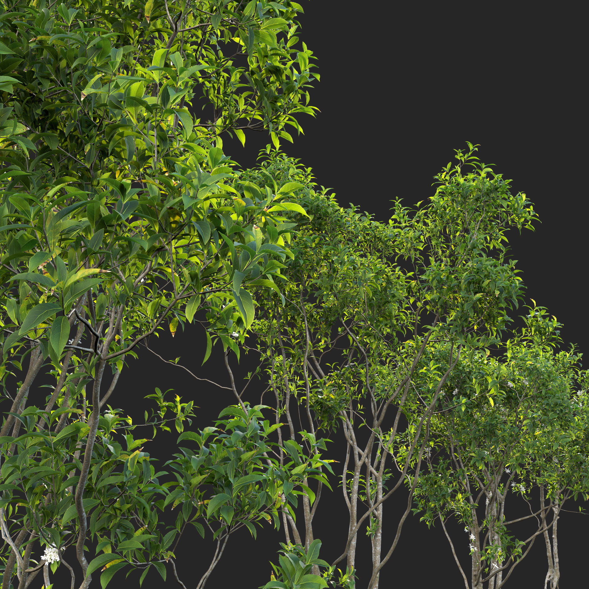 Osmanthus fragrans - Fragrant Olive 3D model_4
