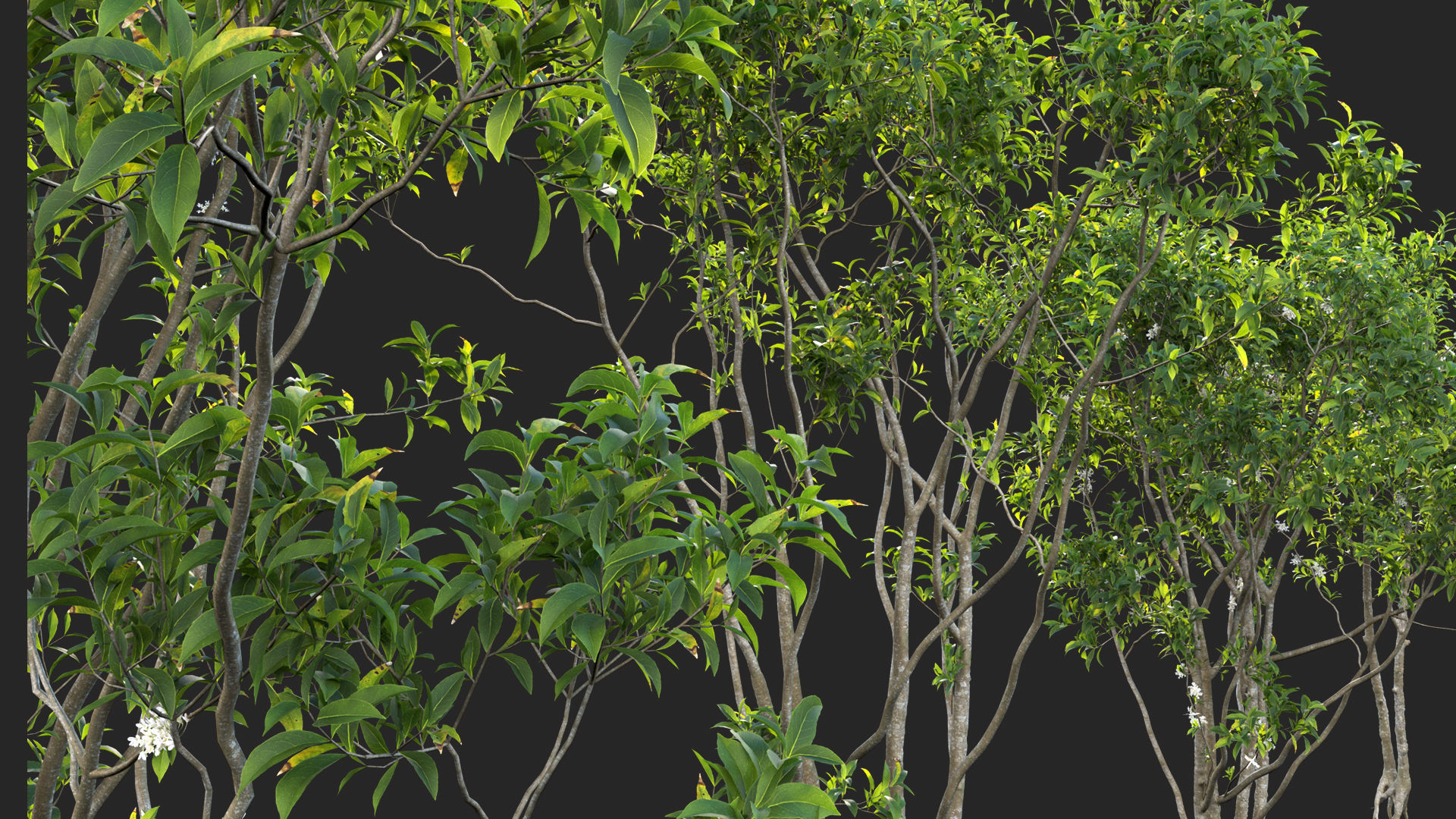 Osmanthus fragrans - Fragrant Olive 3D model_1