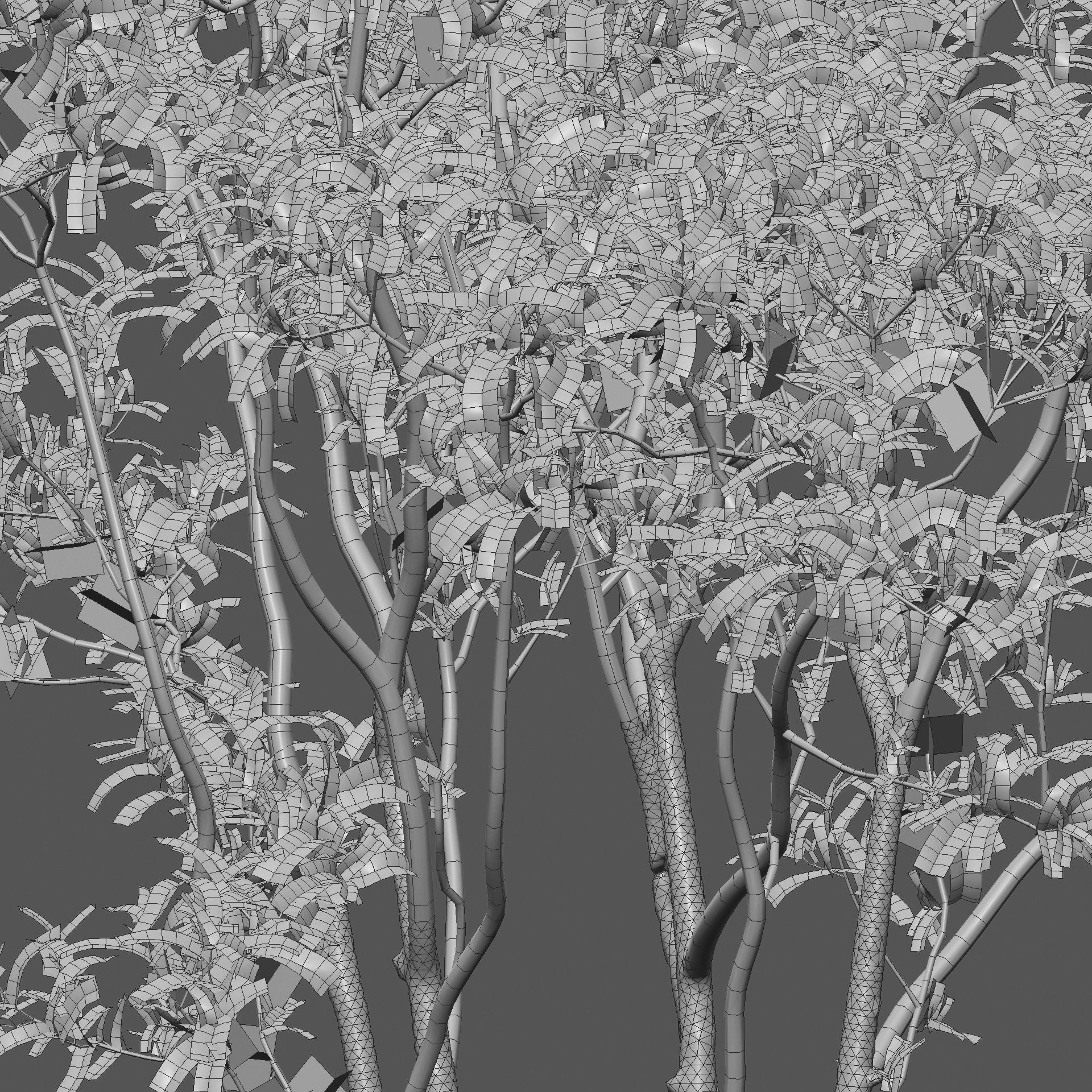 Osmanthus fragrans - Fragrant Olive 3D model_5