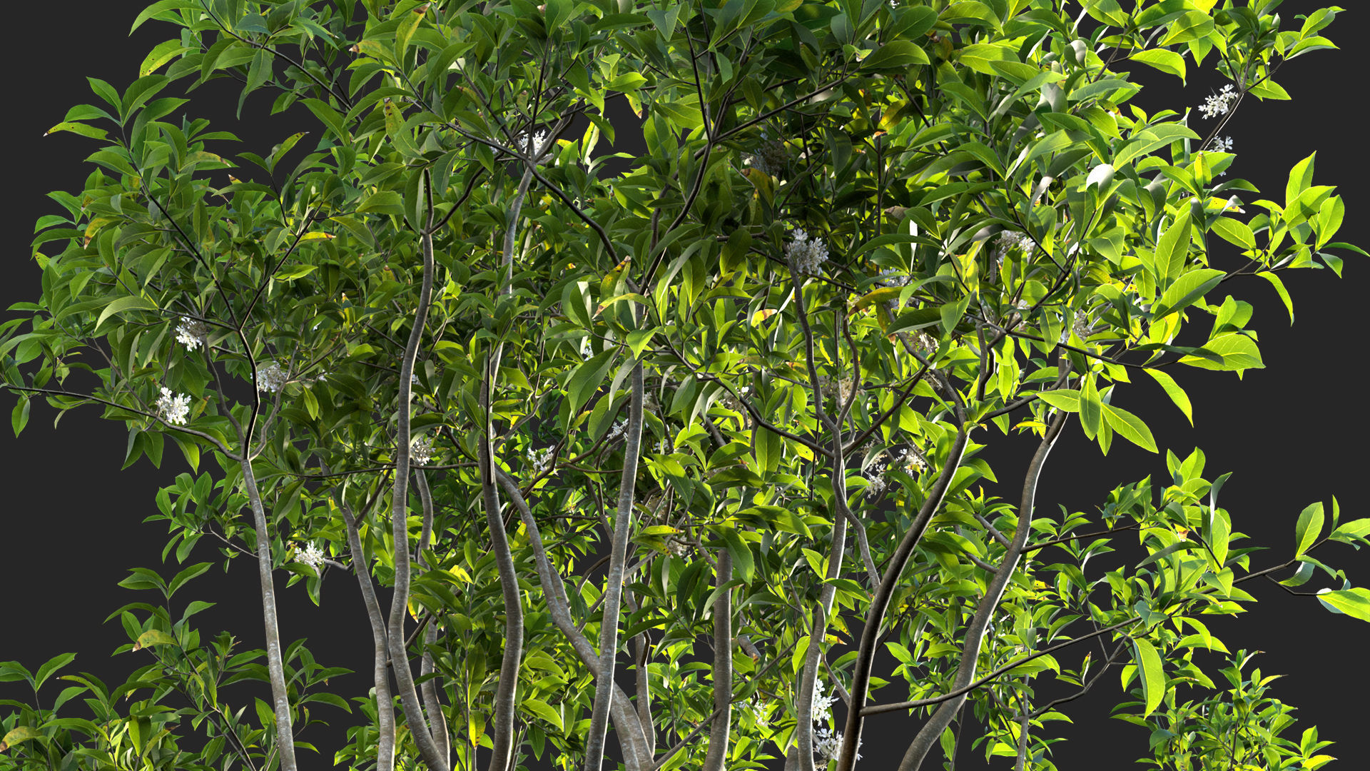 Osmanthus fragrans - Fragrant Olive 3D model_10