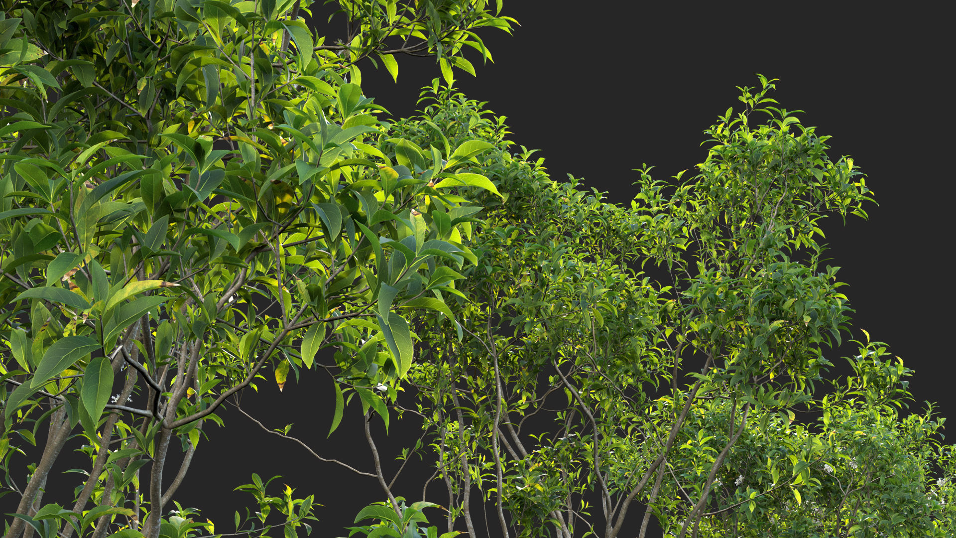 Osmanthus fragrans - Fragrant Olive 3D model_9