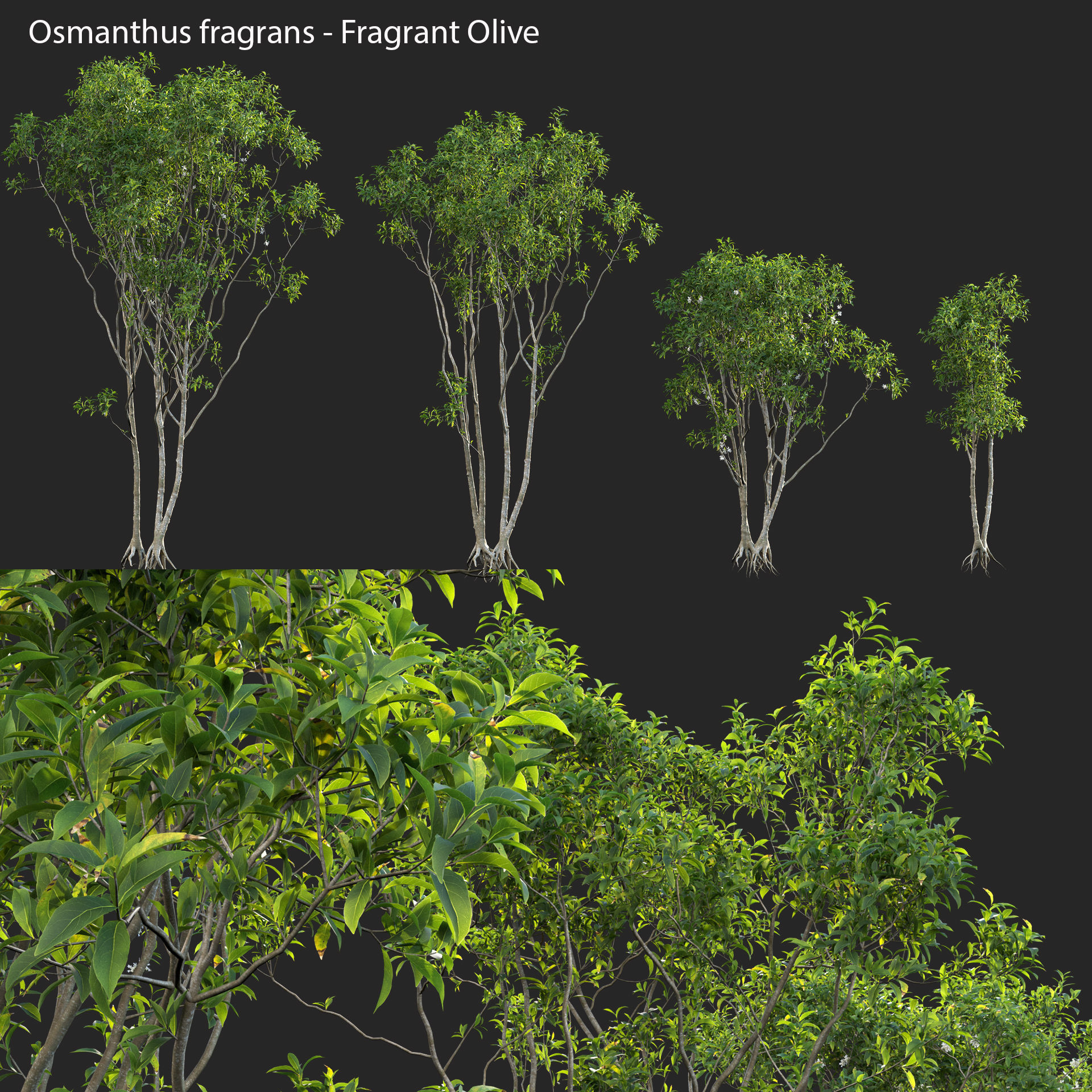 Osmanthus fragrans - Fragrant Olive 3D model_2