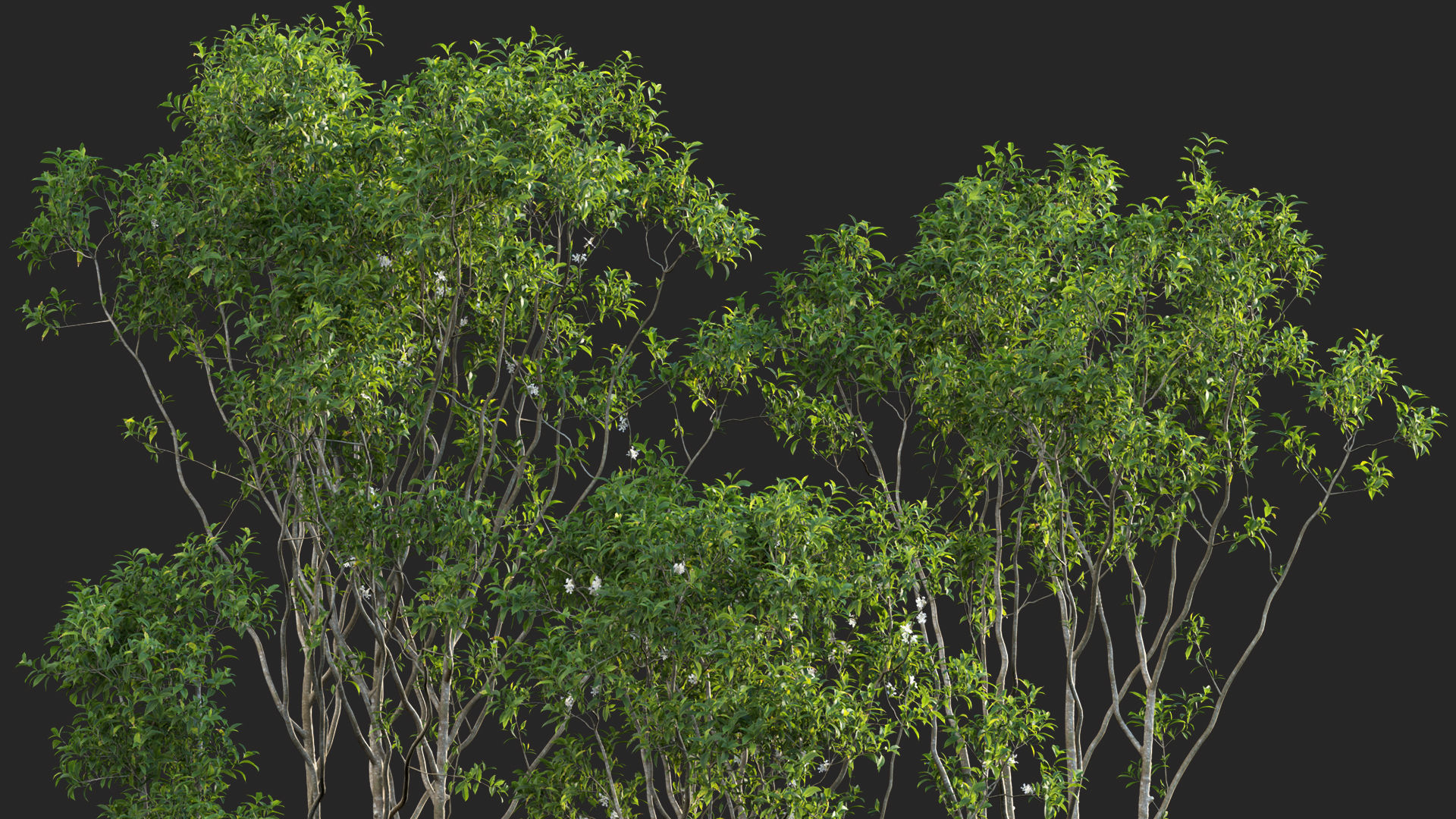 Osmanthus fragrans - Fragrant Olive 3D model_7