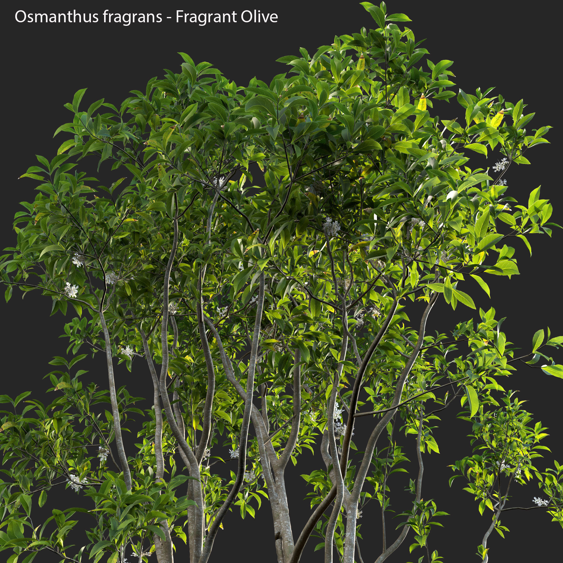 Osmanthus fragrans - Fragrant Olive 3D model_3