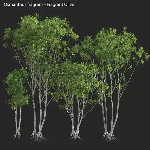 Osmanthus fragrans - Fragrant Olive