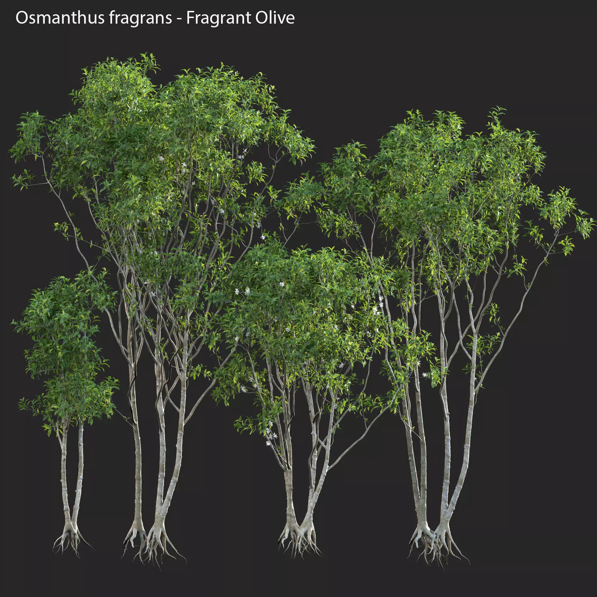 Osmanthus fragrans - Fragrant Olive 3D model_0