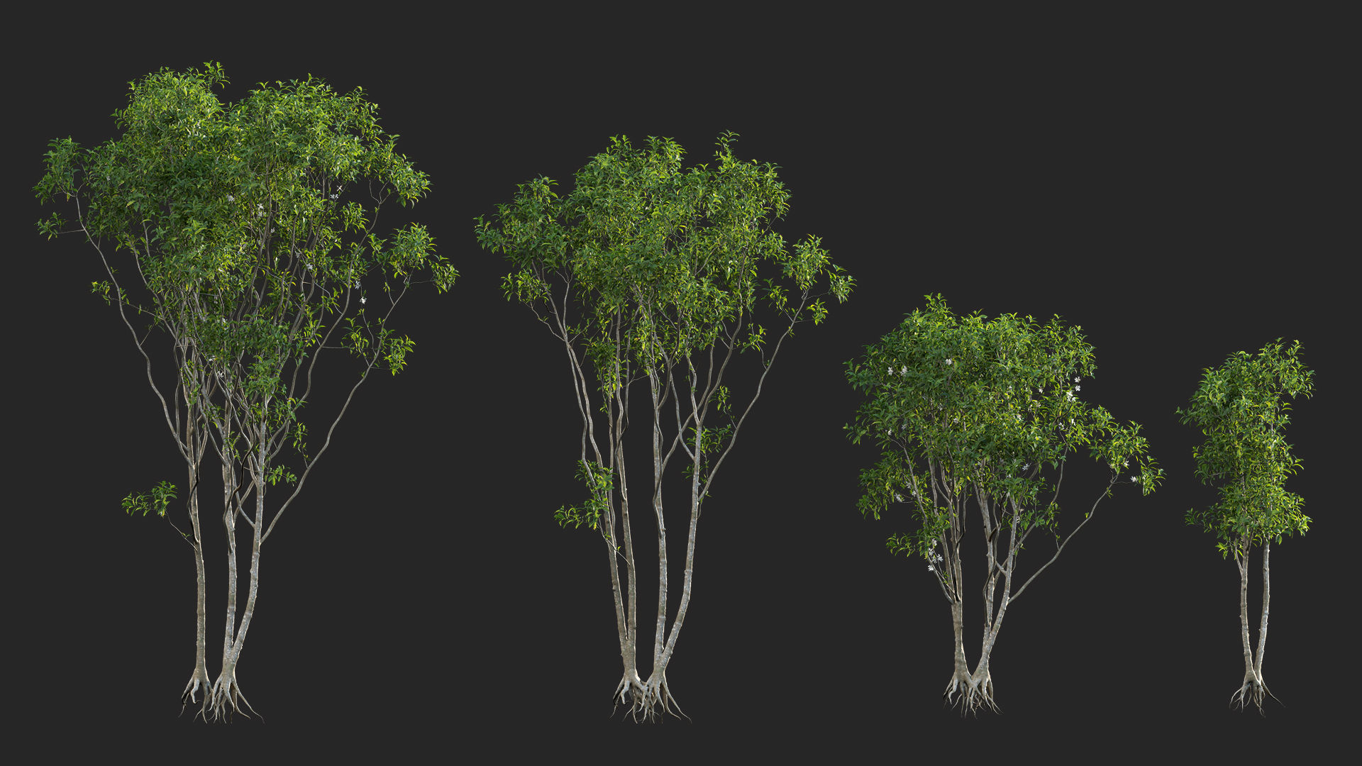 Osmanthus fragrans - Fragrant Olive 3D model_6