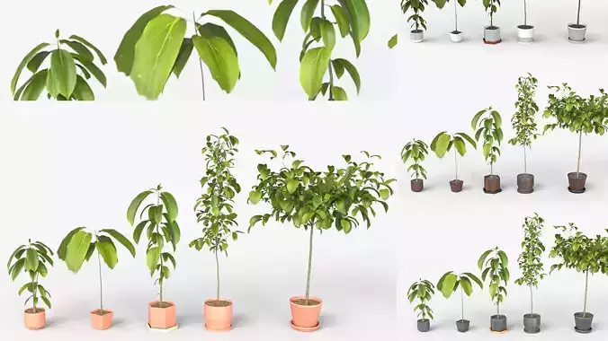 Collection of Avocado Trees - Plants Vol 06