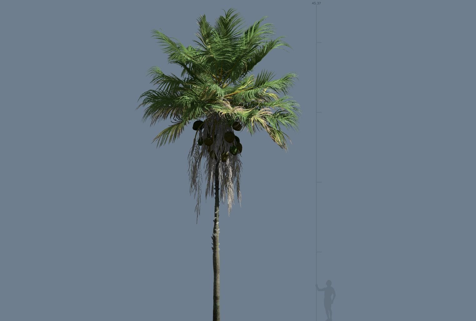 5 High quality Coconut Tree Pack 3D model_1