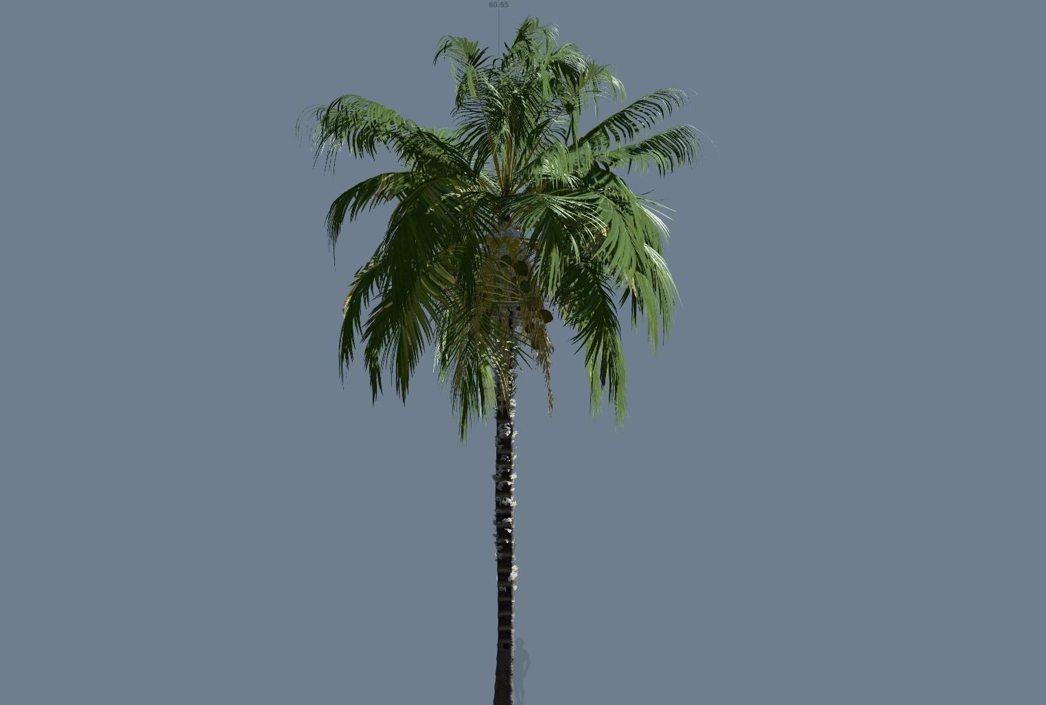 5 High quality Coconut Tree Pack 3D model_4