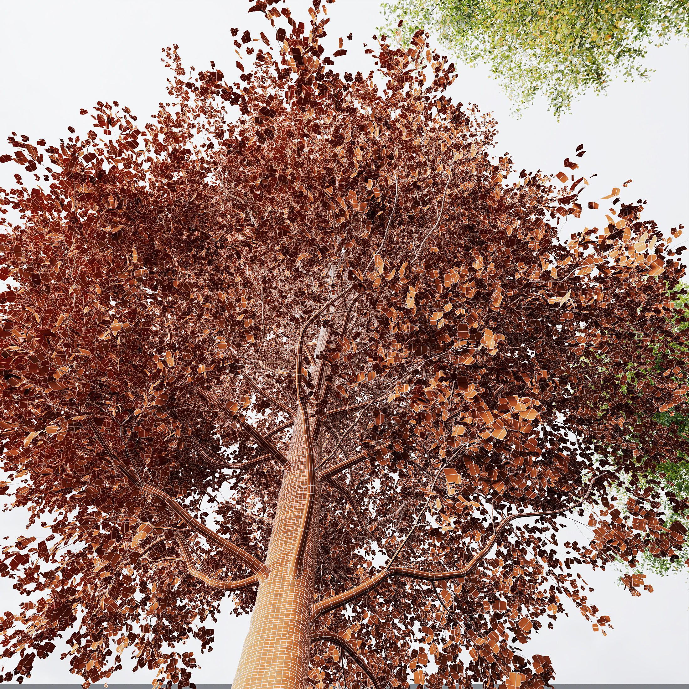 HQ Plants Alnus glutinosa02 3D model_3