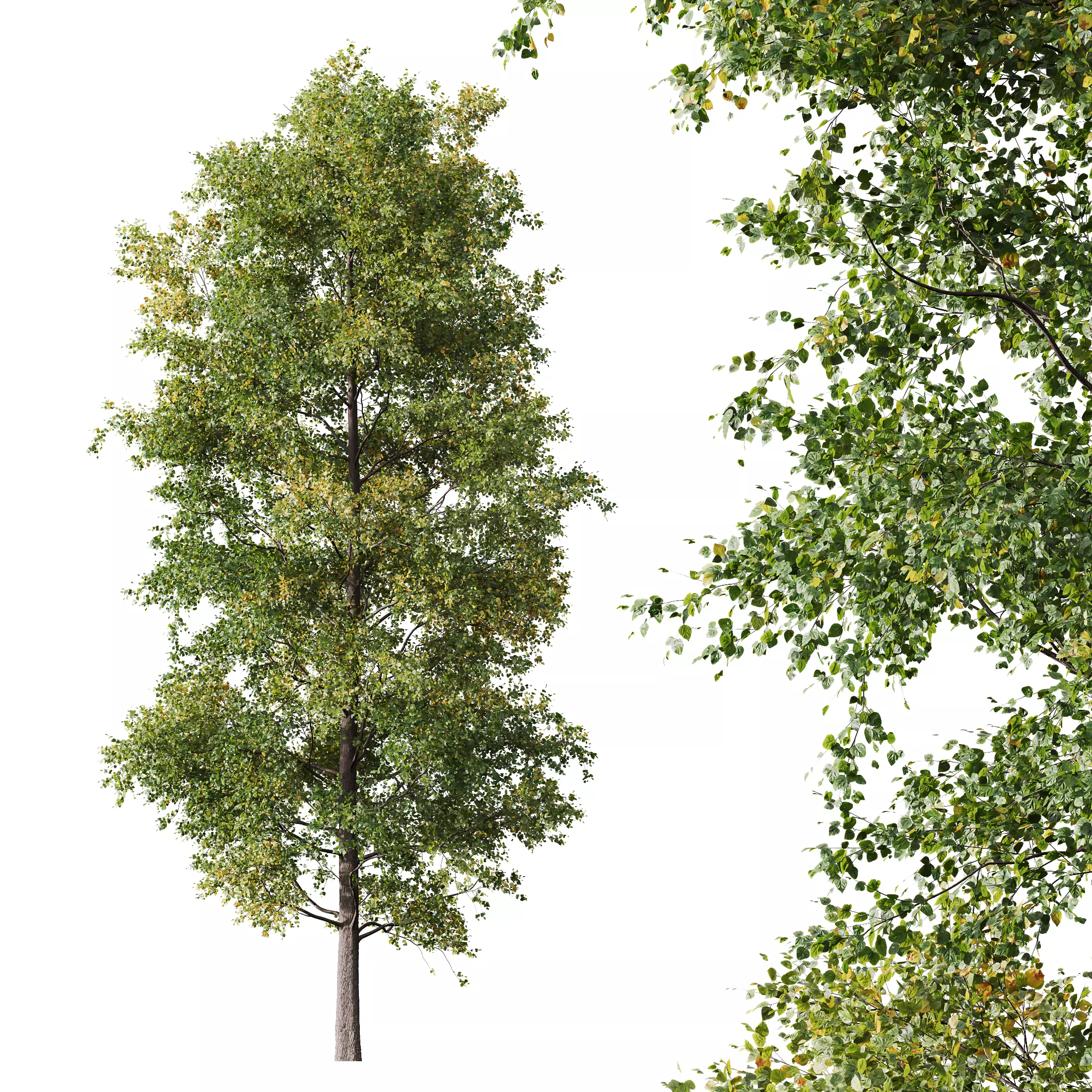 HQ Plants Alnus glutinosa02 3D model_0