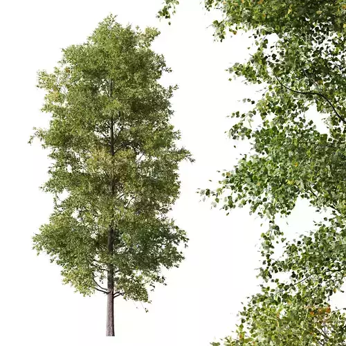 HQ Plants Alnus glutinosa02 3D model